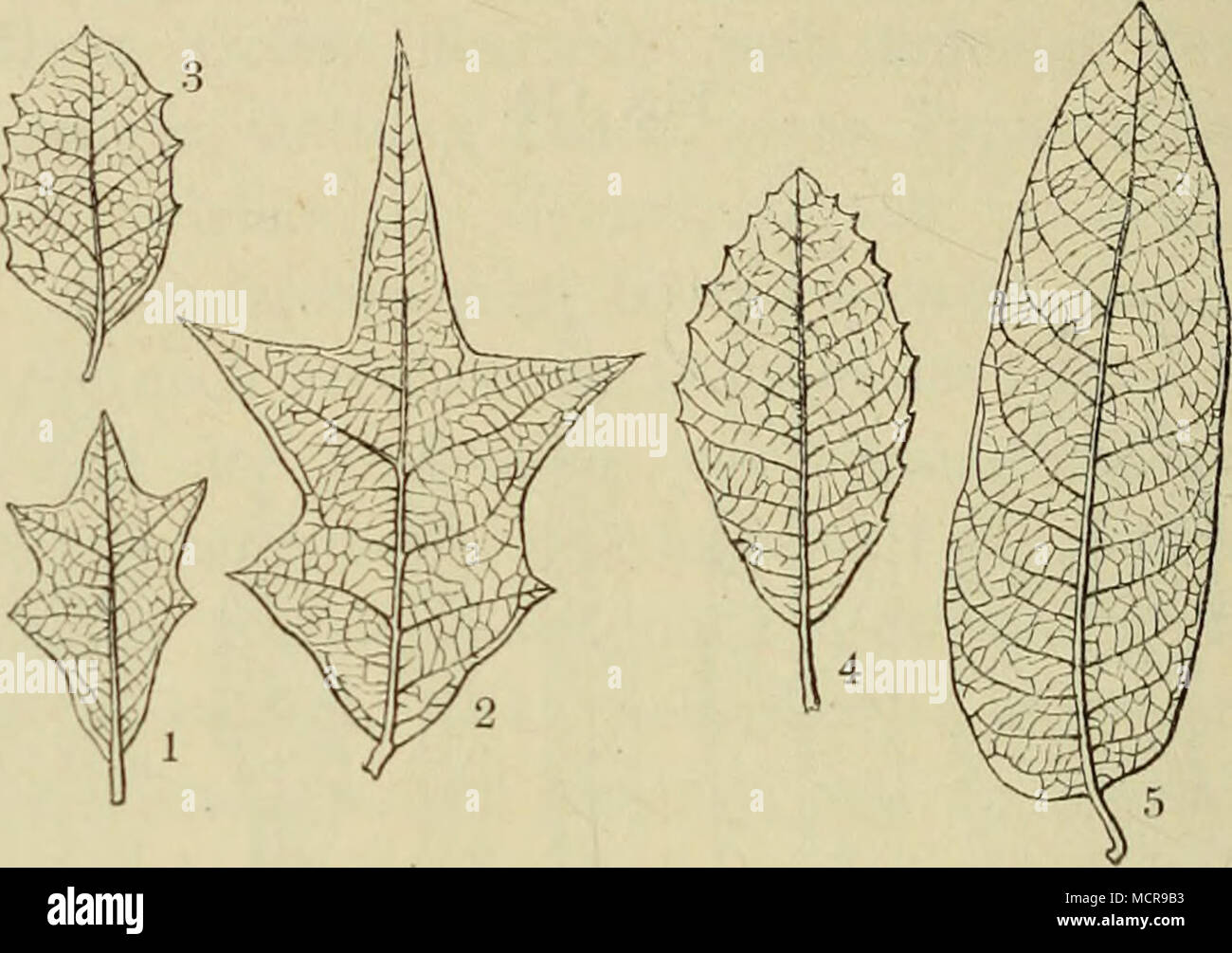 . Homologe Formen miocener und oligocener Eichen. (Typen mit gezahnten Blättern). 1. Quercus cuneifolia, Sap. (Unteres Oligocen, Gargas). — 2. Q. armata, Sap. (Un- teres Aquitan, Armissan). — 3. (I. au/ecedens, Sap. (Oberes Eocen, Gypse von Aix).— 4. Q. mediterranen, Ung. (Unteres Miocen, Cuuii). — 5. Q. praecursor, Sap. (Unte- res l'lioeen, Meximieux). Klimas entstand in Europa durch die Verminderung der Dimen- sionen der Blattfläche die Section der Hex oder Chlorobalanus, die sich bis heute fortgepflanzt hat, freilich mit Veränderung ihrer Charaktere, indem sie je nach den Abwechslungen mehr Stock Photo