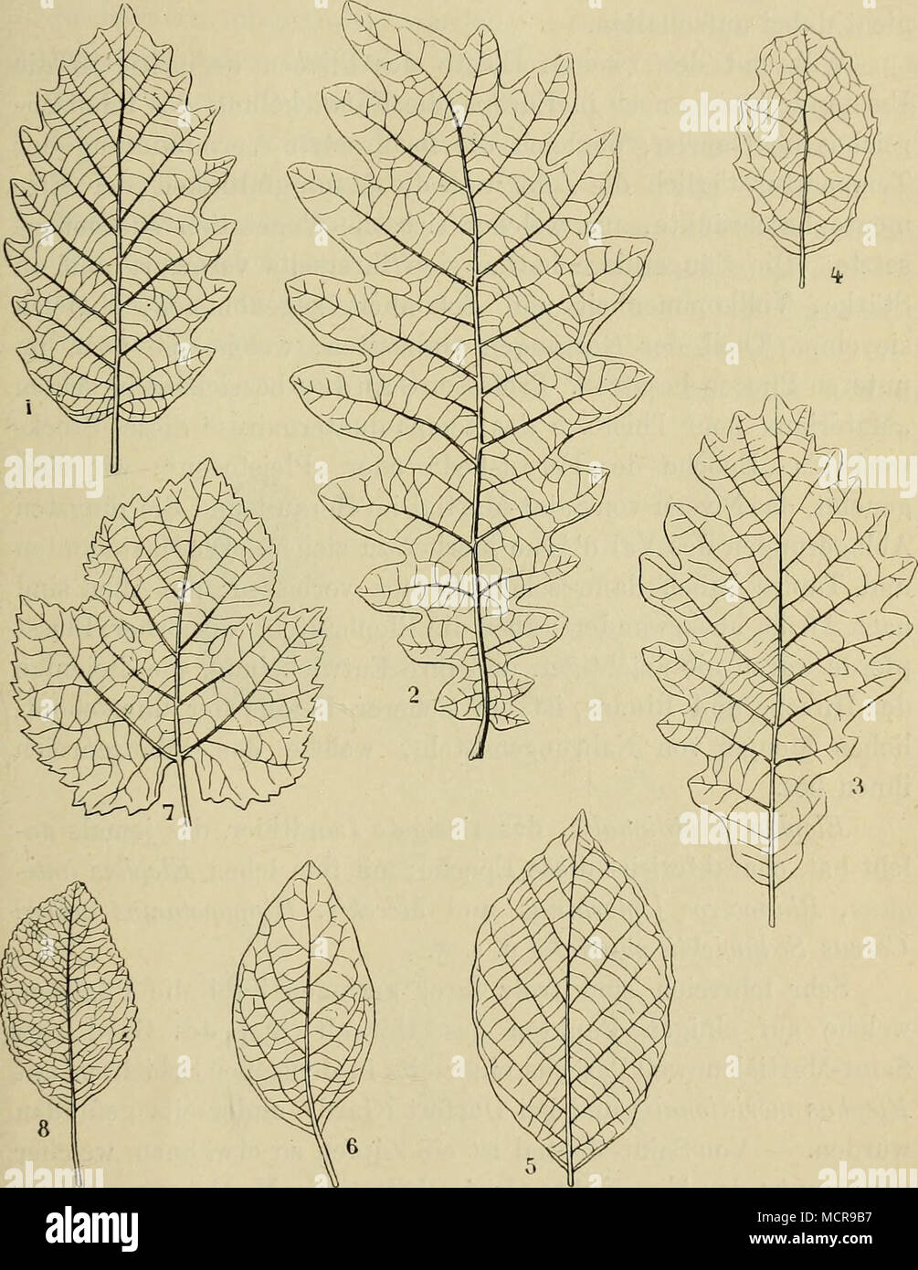. Charakteristische Arten des jüngeren Pliocen der Auvergne und Italiens. 1. Quercus Mirbechii antiqua, Sap. (Auvergne). — 2, Quercus Lamoltü, Sap., (Auv.). — 3. Quercus roburoides, Gaud. (Massa-Maritima). — 4. Quercus Hex, L. (Lipari). — 5. Fagus sylvatica, L. (Oberes Arnothal). — 6. Vibumum tinus, L. (Toscanische Travertine). — 7. Vitis vinlfera L. (Travertine von Era). — 8. Mespilus pyracantha L. (Travertine von Toscana). Stock Photo
