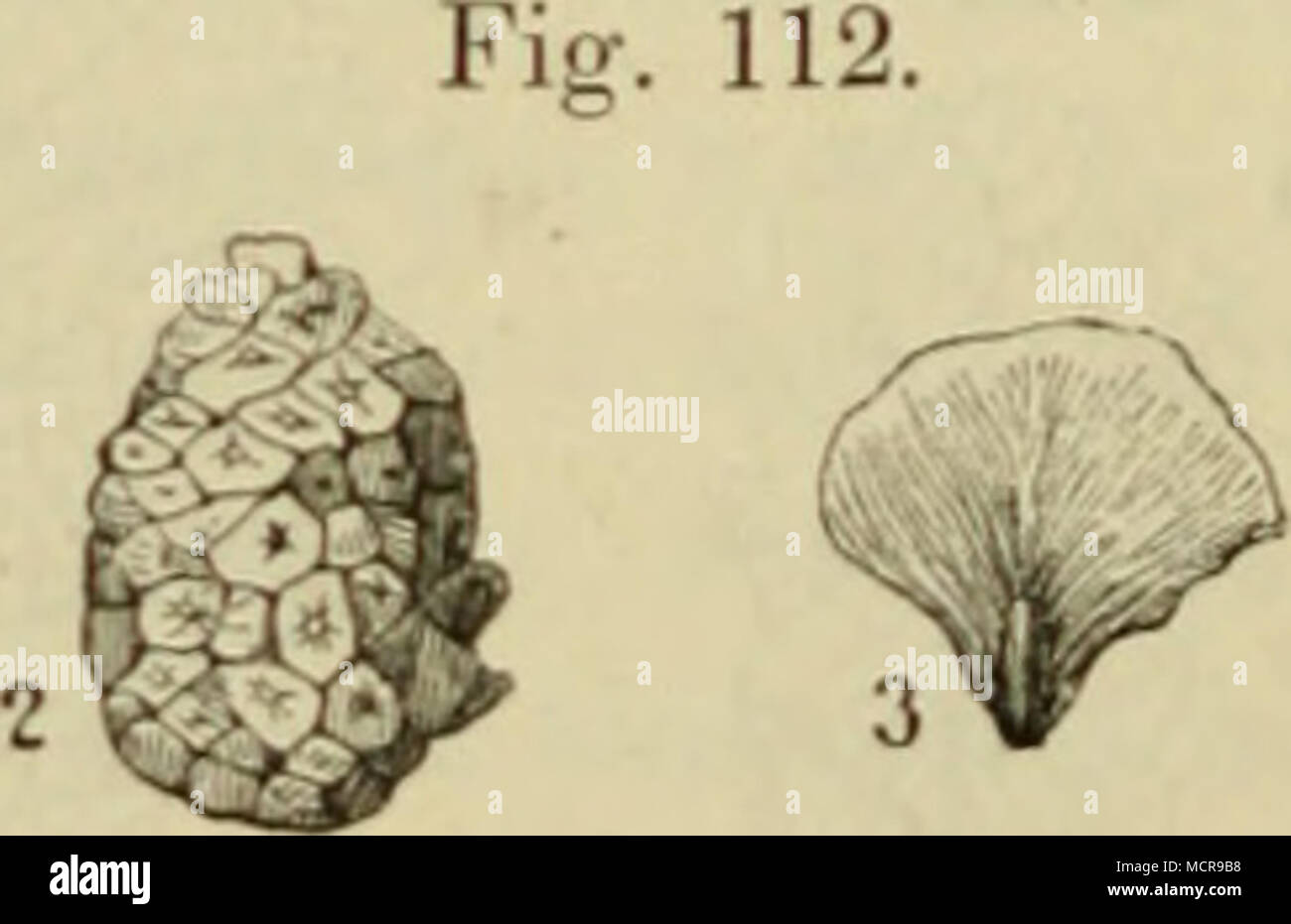 . AiUmi aus dem Forest-bed. (Oberes Pliocen.) 1 bi&gt; 2. Pinus montana, Mitt., Zapfen. — 3 bis 4. Abies pectinata, D. C., abge- löste Zapfen-Schuppen. einigt war. Professor Heer, der in London dieselben Pflanzen- reste untersucht hat, erwähnt noch die Bergfichte (Pinus mon- tana, MilL, Fig. 112, Ibis 2), den gemeinen Eibenbaum, den Hasel- nussstrauch, die Eiche und mehrere Wasserpflanzen, darunter die Stock Photo