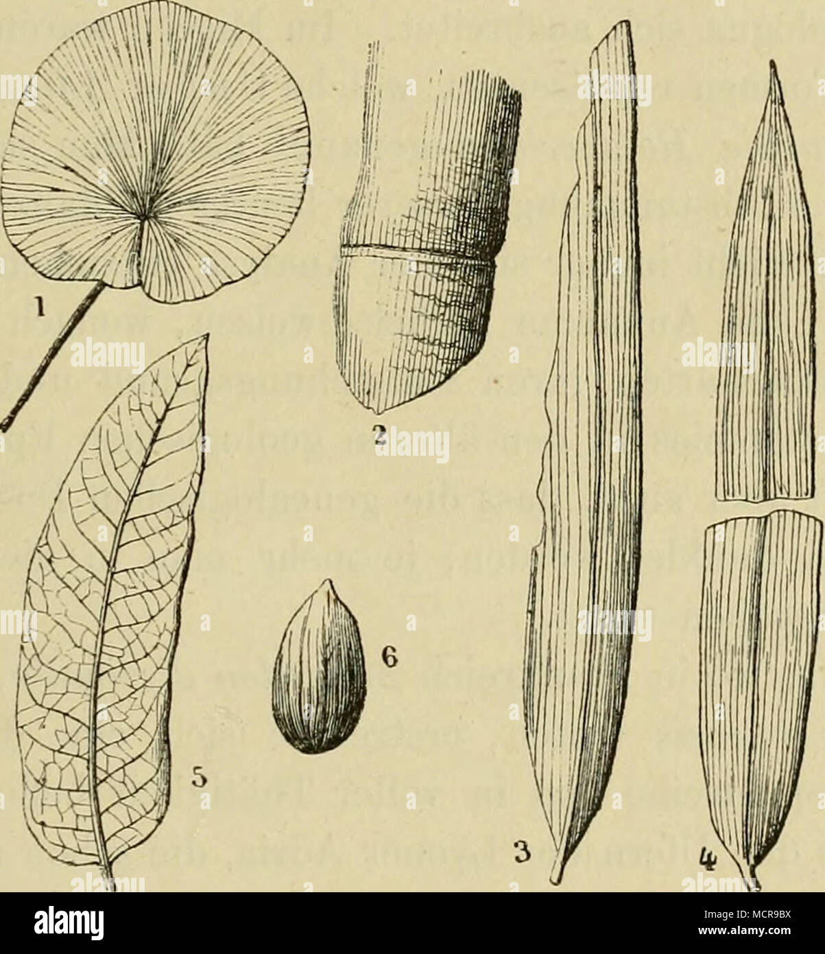 . Charakteristische Arten der plioeenen Tuffe von Meximieux. 1. Adiantum reniforme, L. — 2 bis 4. Bambusa lugdunensis, Sap.: 2, ausgewachse- nes Rohrstück; 3, 4 Blätter. — 5, 6. Quercus p&gt;raecursor, Sap.: 5, Blatt; 6, Eichel ohne Hülle. doch mit unterscheidenden Nuancen, die um so merkwürdiger er- scheinen, da sie ebenso erkenntlich, als wenig auffallend sind. Die Schlingpflanzen zeigten eine Waldrebe (CJemat/s) und eine Menispermee (Cocciilus) mit nordamerikanischer Verwandtschaft. Ein dem heutigen fast gleicher Oleander und ein dem plio- eenen Europa eigenthümlicher Granatbaum (Punicü Pla Stock Photo