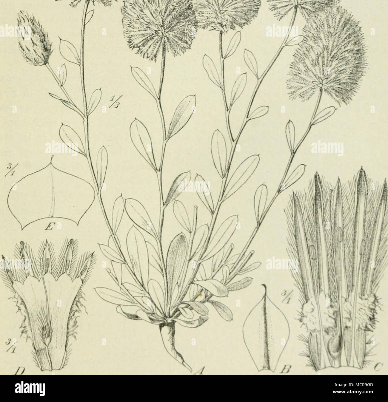 . Fig. 71. .'/—C eine Charakterpflanze der Fremaea, Iruhiniuiii