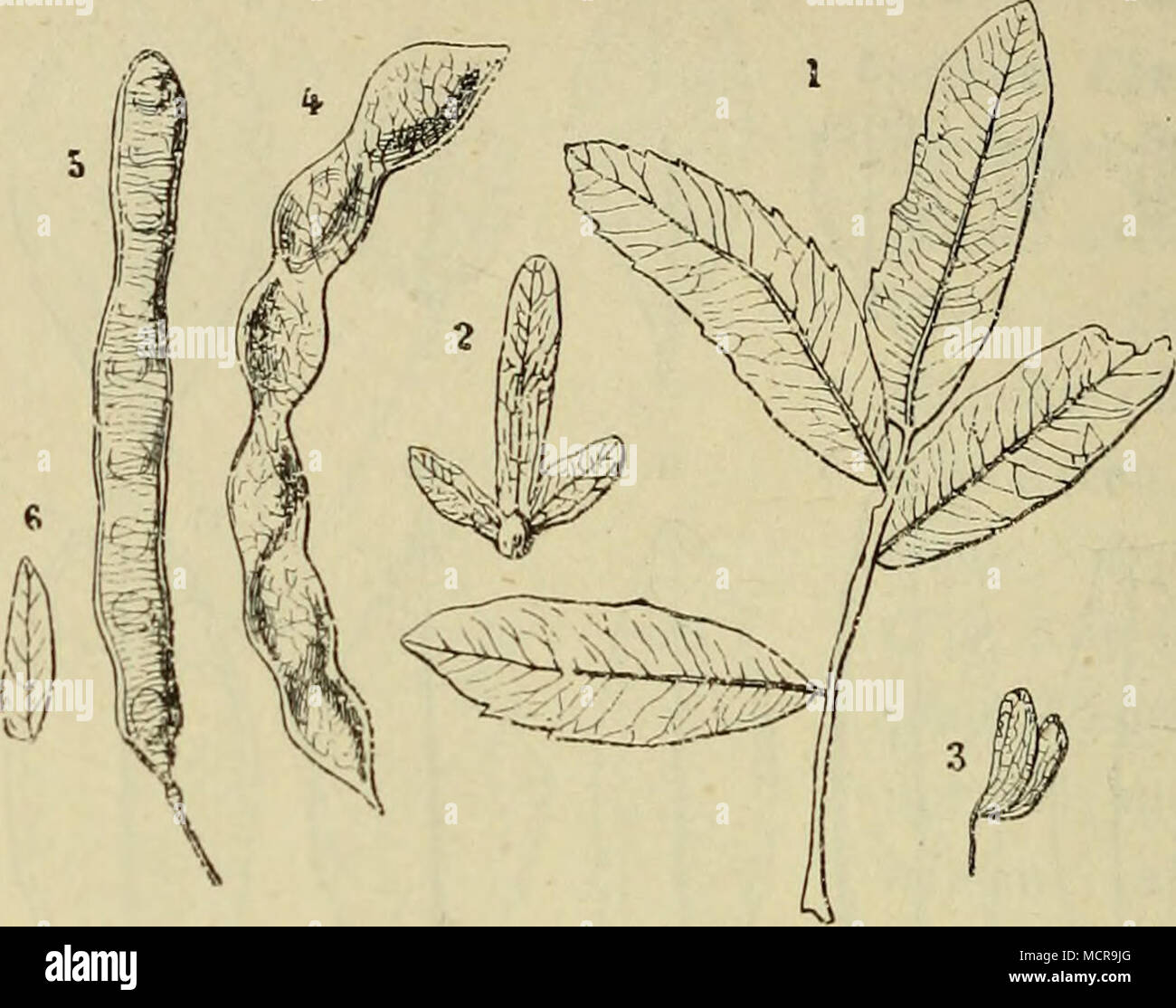 . Charakteristische Typen verschiedener oligocener Gewächse. 1 bis 2