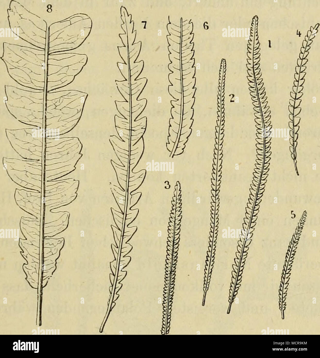 . Verschiedene Formen oligo-cener Comptonien. 1 bis 5. Comptonia dryandraefolia, Brongn. — 6. C. obtusiloba, Hr. (Saint-Jean de Garguier). — 7. C. dryandroules, Ung. (Sotzka). — 8. C. Matlieroniana, Sap. (Armissan). ceen die Gattung Comptonia (Fig. 57) und einige Myrica, mit breitlinienförmigen, an den Rändern gezahnten Blättern. Einige wenig zahlreiche Eichen mit eckig gelappten, oben in eine Spitze auslaufenden Blättern, beginnen sich zu verbreiten. Die Ahorne werden weniger selten, manche Wasserpflanzen und namentlich die Wasserlilien und Nelumbos gewinnen an Mächtigkeit und Mannigfaltigkei Stock Photo