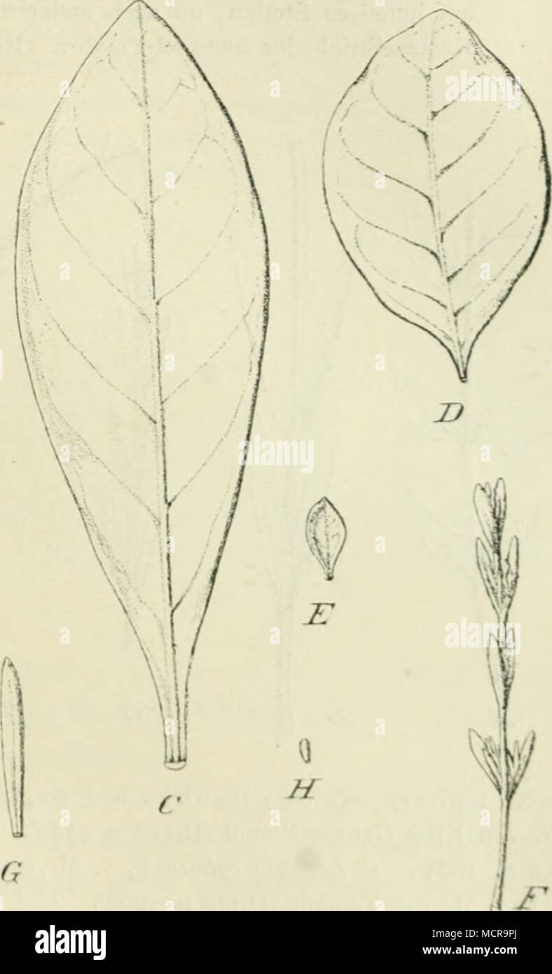 . l'ig. 49. Epharmose des Laubes bei Logania Sect. Euiogaiiia: A Logania zagitialis Labill. var. laxior Nees von Denmark River (Diels n. 2166). B Logania vaginalis Labill. var. longijolia (R. Br.) von Fremantle ^DiEi.s n. 3896]. C L^ogania vaginalis Labill. tjpioa von Espe- rance (Diels n. 5388). D Logania latifolia F. v. M. von Bnldhead am King George Sound iPRElss n. 1244). Li Logania buxifolia F. v. M. (Drummond n. 245). F Logania Jasciculata R. Br. von Esperance (DiELS n. 5362). G Logania stcnophylla F. v, M. von rhillips River (DiEl.s n. 4S79 . H Logania micrantha Benth. vom Quellgebiet d Stock Photo
