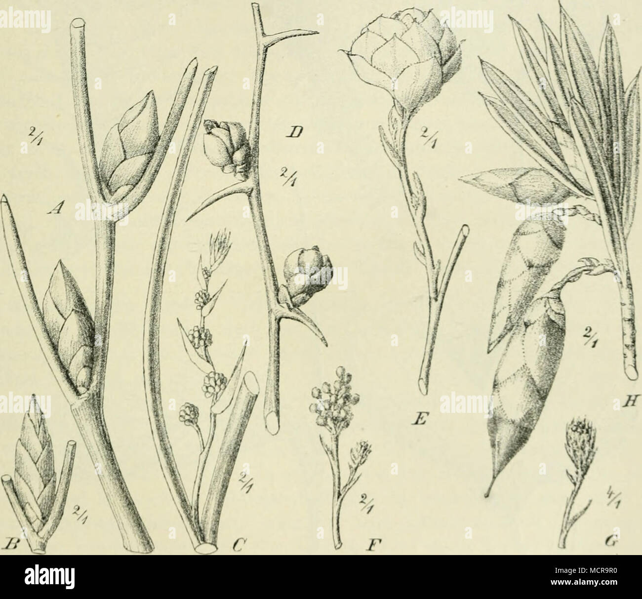 Acacia australien hires stock photography and images Alamy