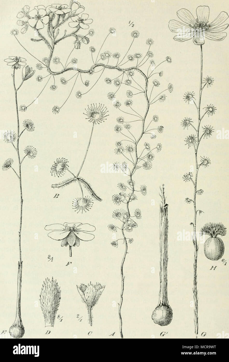 . t.g. 30. Droseraceae der Südwest-Provinz: A-D Drosera macrautha Endl.: A Habitus i/Llatter. C Kelch. Z) Kelchblatt. - E, F D. microphylla Y.r.^.: £ Habitus. J^ Blüte. - G-H D.heterophylla Lindl.: G Habitus. // Gynaeceum. (Nach Diels in Pflanzenreich.) Stock Photo