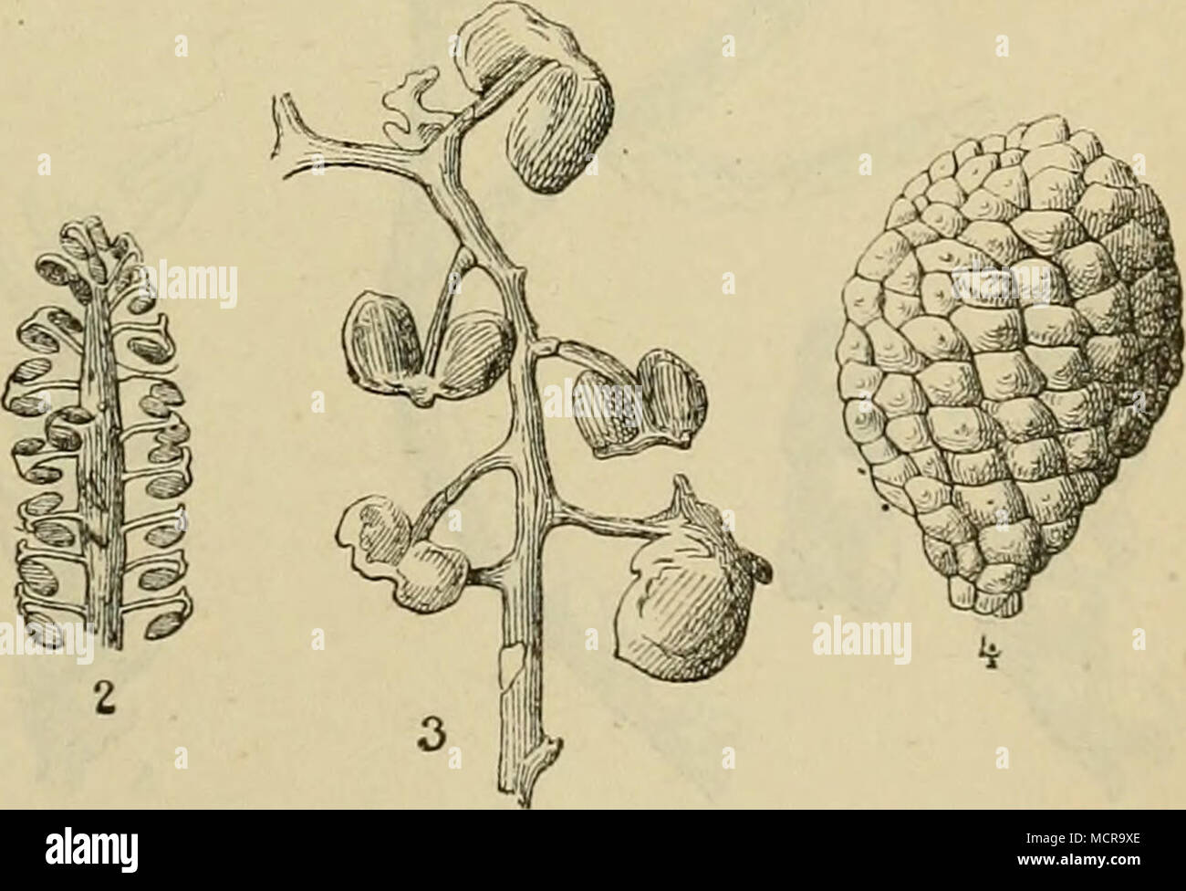 . Charakteristische Jurapflanzen: — Fruchtorgane der C)-cadeen. 1. Cycadospadix Hennoquei (Pom.); Schimp., Fruchtblatt (Infralias). — 2. Steno- rhachis Ponceleti (Nath.), Sap., Fruchtorgan von Podozamites (Infralias). — 3. Beania (jracilis, Carr. (Oolith). — 4. Zamiostrobus incrassalus, L. et H. (Oolith). Stock Photo