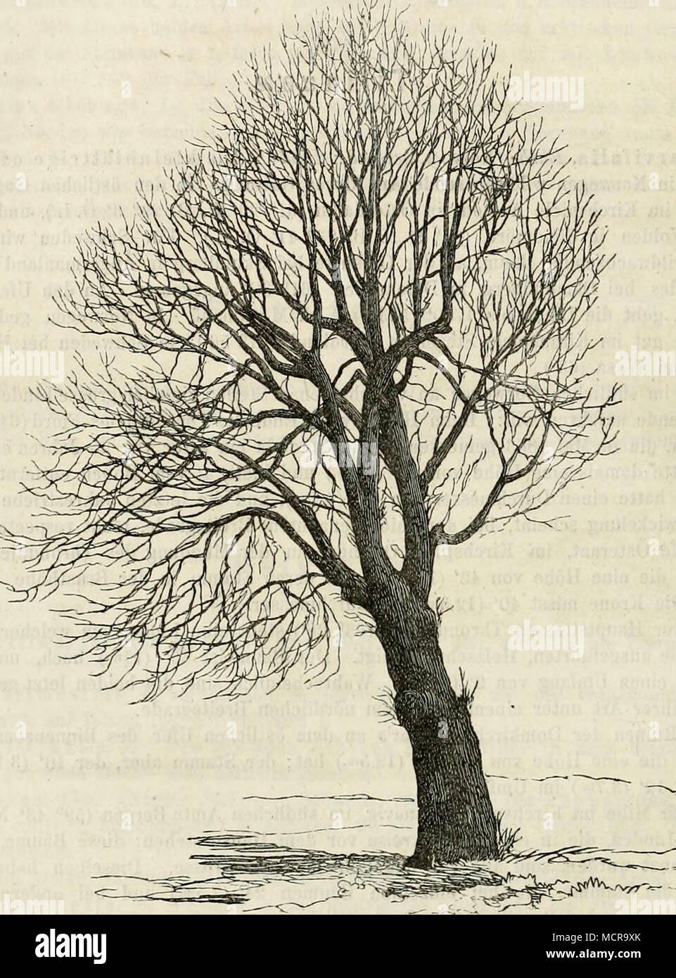 . album sich befinden. Der Baum, von welchem Fig. 57 eine Zeichnung giebt, hat eine Höhe von 50'(15.7m.) und der Stamm, der in der Brusthöhe einen Umfang von I2V2' (3.9m.) hat, verzweigt sich 8' (2.5ni.) vom Boden zu einer Krone von 50' Durchmesser. In der kleinen Stadt Flekkefjord (58° 17' N. ß. 24&quot; 19' Ö. L.) steht eine Linde, die, nach einer 1863 vorgenommenen Messung, eine Höhe von 60' (18.Sm.) hatte; der Stamm, der sehr glatt und beinahe vollständig cylindrisch ist, hat bis zur Krone eine Höhe von 10' (3.1m.) und in der Brusthöhe einen Um- fang von 8' (2.5). Die Krone hat einen Durch Stock Photo