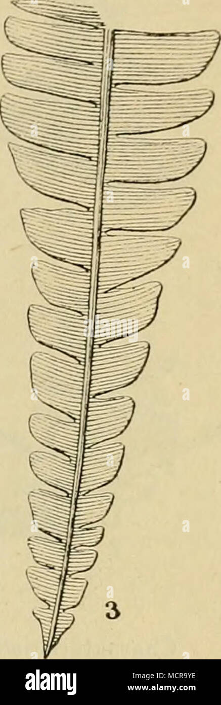 . Charakteristische jurassische Pflanzen: — Cycadeen der feuchten Orte. (Rhätische Gruppe oder Infralias.) 1. Podozamiles distans, Presl., junge Pflanze. — 2. Pterophyllum Jaegeri, Brongn., Spitze eines Blattes. — 3. Pterozamites comptus, Schimp., unterer Theil eines Blattes (Oolith). An höheren und trockneren Orten dagegen, welche durch sandige oder kalkige Ablagerungen angezeigt werden, die durch die damaligen fliessenden Gewässer bis in die Buchten und Mün- dungen geschwemmt wurden, findet man im Gegentheile Farn- kräuter mit mageren, kleinen oder lederartigen Blättern (Ctenopteris, Cycadop Stock Photo
