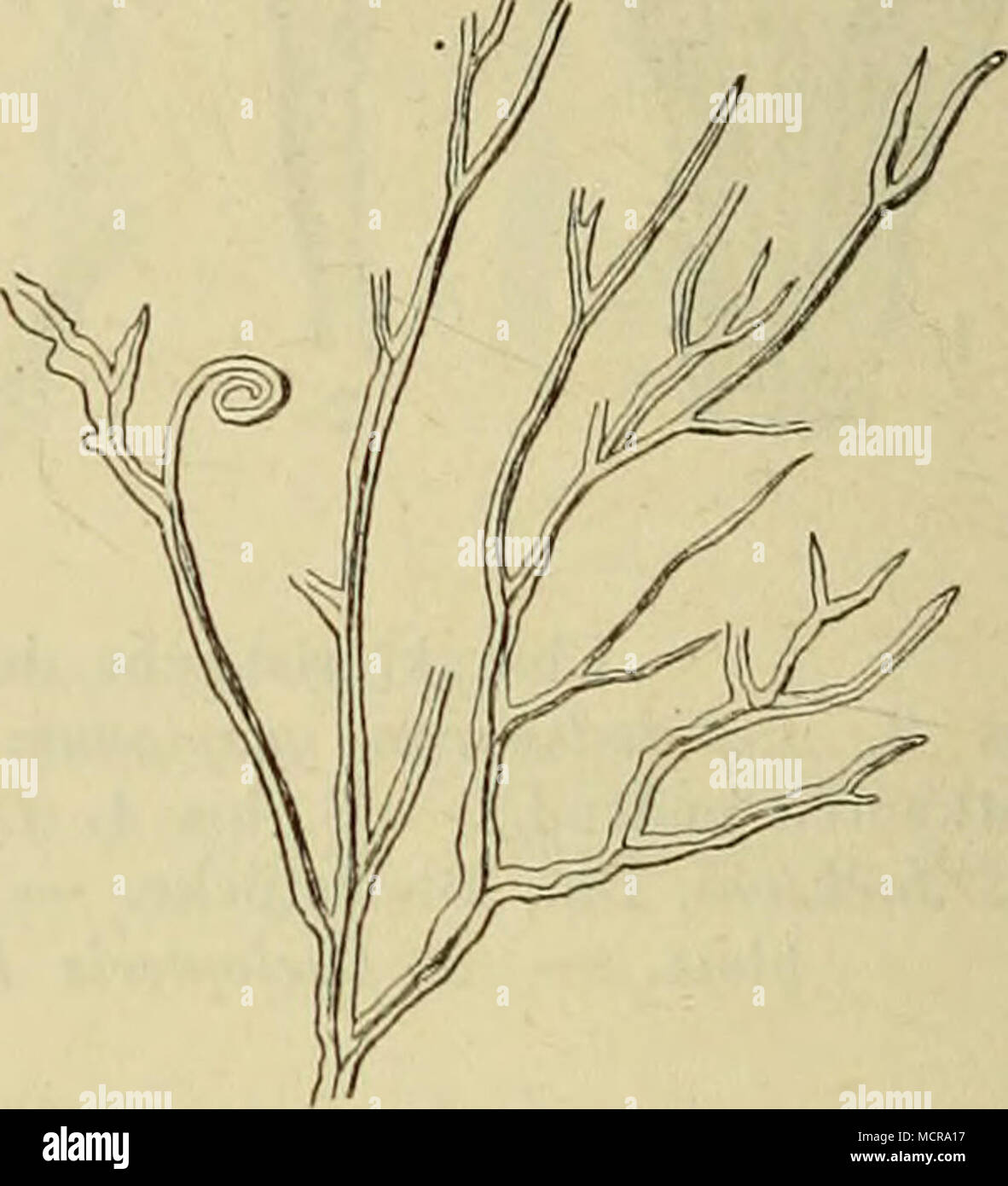 Charakteristische Pflanzen des unteren Devon in Europa. 1. Sigillaria  Hausrrianniana, Goepp. (Basis des skandinavischen Devon). seriles  iJccheiüunus, Goepp. (Grauwacke von Coblenz). 2. Eali- Fig. 10 Stock Photo  - Alamy