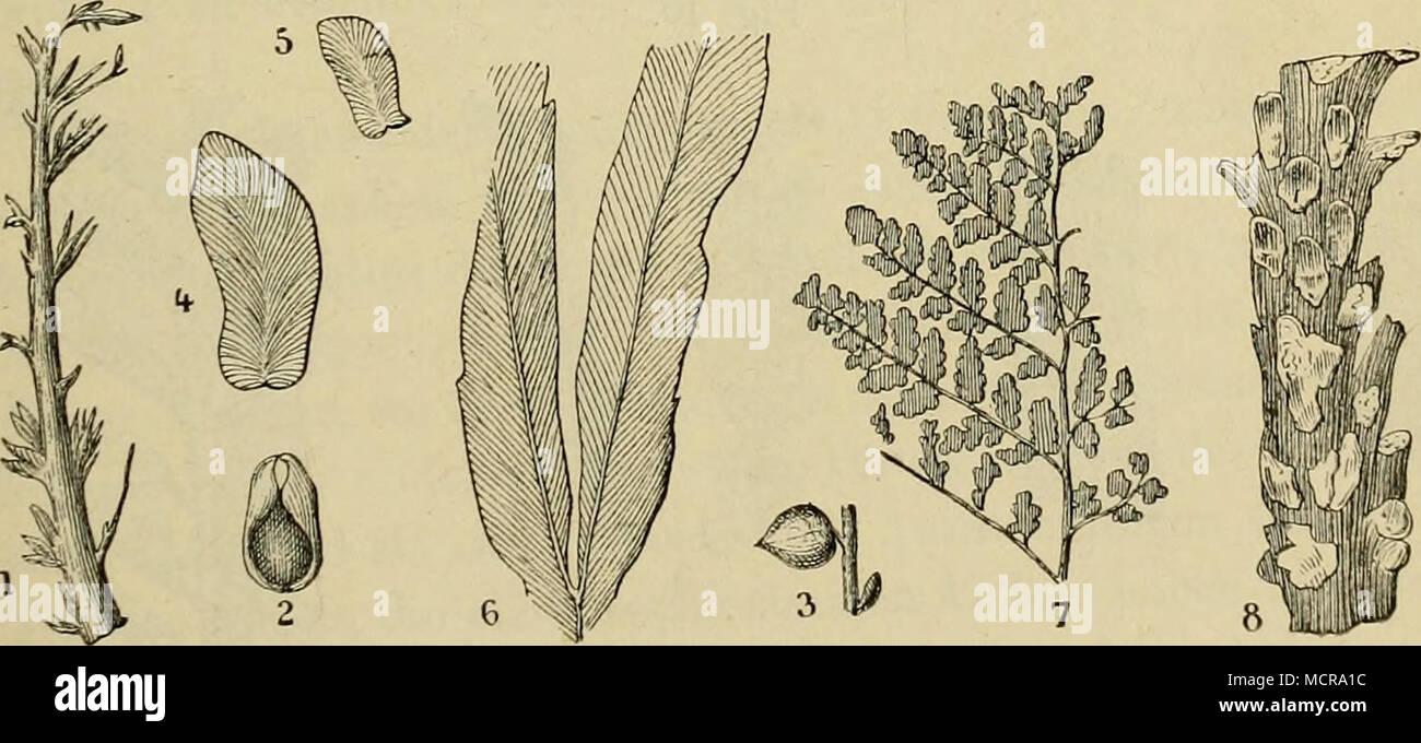 . Charakteristische devonische Pflanzen aus Canada. 1. Antholites devonicust Dn., Fruchtähre von Cordaites. — 2. Cardiocaipum (Sama- ropsis) comulum, Dn., Samen von Cordaltes. — 3. Cardiocarpurn {Trigonocarptim) racemosum, Dn., ebenfalls Samen von Cordaites. — 4. bis 5. Neuropteris relorquala, Dn., Blättchen. — 6. Megalopteris Daivsoni, Hart., Stück eines Wedels. — 7. Sphe- nopteris margi?iala, Dn. — 8. Caulopteris antiqua, Nwb. (Ohio). Sehr verkleinertes Stammstück eines baumartigen Farnes, Stock Photo