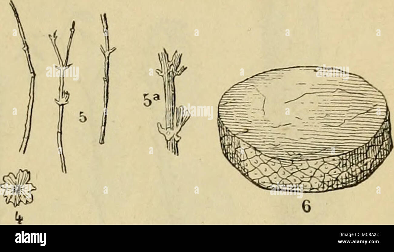 . Primordiale Landpflanzen, von Lesquereux im Obersilur Amerikas beobachtet. 1. Psilophyton cornutum, Lqx. — 2. bis 4. Sphenopliyllum primaevum, Lqx. — 5. An- nularia Romingeri, Lqx. — 6. I'rotostigma sigillaroides, Lqx. unbestimmte Charaktere zu besitzen und sich durch die Hymeno- phylleen den Farnen, durch Psilotum den Bärlappen und durch Pilularia den Rhizocarpeen zu nähern. Die beinahe nackten und durch successive Gabeltheilung verästelten Stämme von Psilo- phyton, die bei ihrer Entwicklung wie ein Bischofstab eingerollt waren, Hessen dünne, mit kleinen einfachen, mehr oder minder lederart Stock Photo