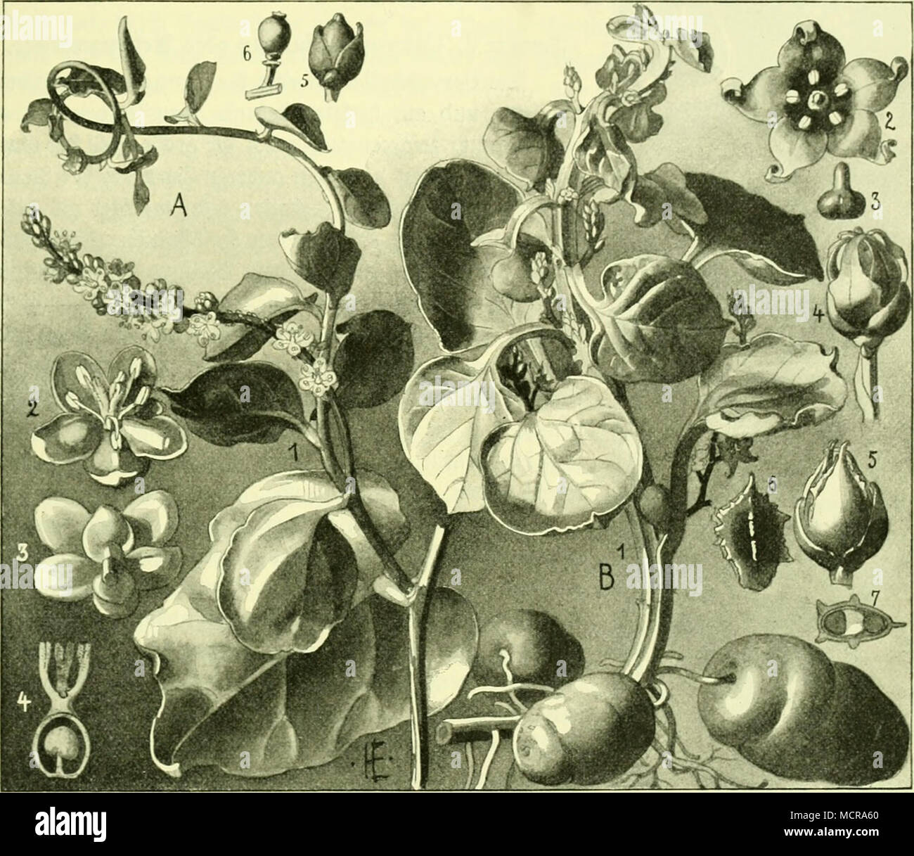 Ullucus tuberosus hires stock photography and images Alamy