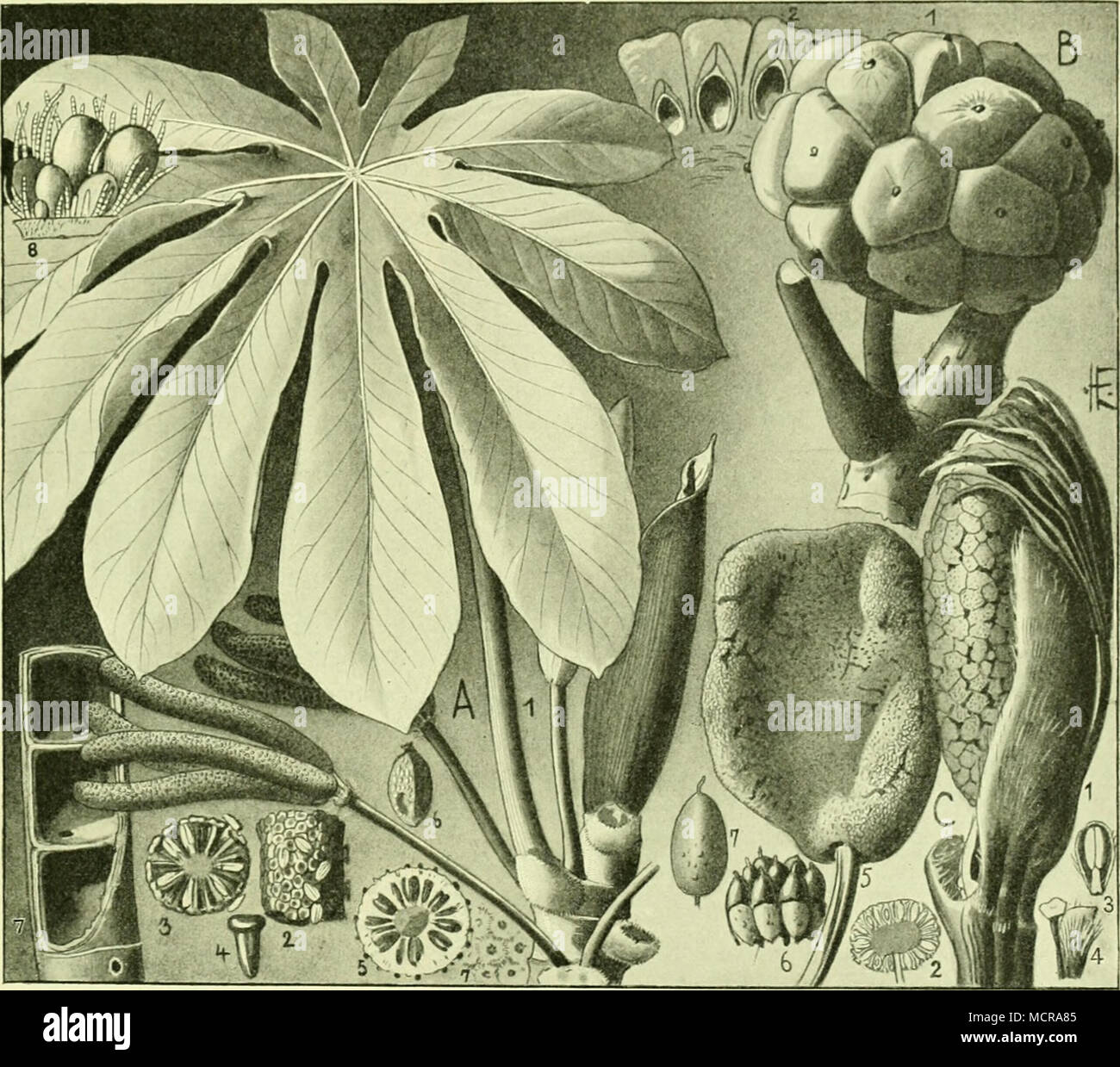 . St66.153: Ä e g e 11 o p f g e liui cfj f e CConocephaloideae). A) Cecropia palmata: 1) 3'J'^'9 mit mannt. S3[iitenftä^^en; 2) Seit eine^ mannt. S^Iütcns ftrtnbe§,uonau^crt; 3) berfctDe, im Cuei-fi^nitt; 4) Sdjuppe bcafetben, »ergr.; 5) iDeib= tiefer atiitenftatib, im Cuciv fd;nitt; 6)5i-ud[)t, Dergröpert; 7) 3^618' teiliüeifc geöffnet; 8) 9cä(;rftoff£örpex-i^en, tjergr. B) Myriantlius arboreus: 1) Sd;einfi-ud)t; 2) Jett ber= feltien, im irangsfc^nitt. C) Jlusanga Smithii: 1) 3)!änns lid^er Sitütenftanb alä finofpe; 2) männl. Slütenföpfd^cn, im Sängäfi^nitt; 3) mannt, 'ülütc, uergr.; 4) roei Stock Photo