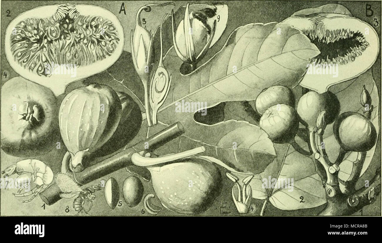 F Carica High Resolution Stock Photography And Images Alamy