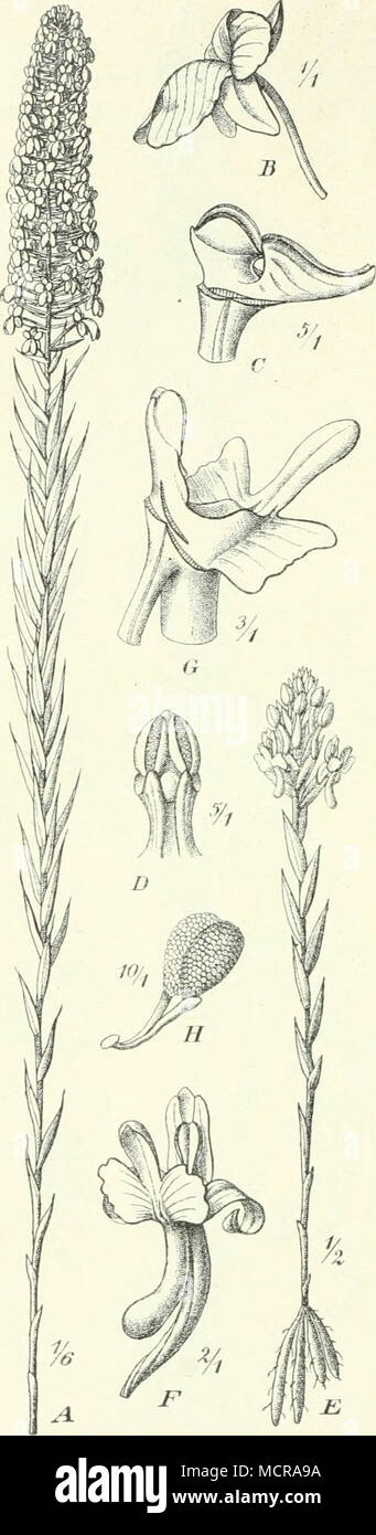 . Fig. 311. A—D Brachycorythis pleistophylla Rchb. f. A Habitus; B Blüte; C Gynostemium von der Seite gesehen; D dasselbe von vorn. E—H Brachy- corythis tenuior (Schltr.). E Ganze Pflan e; ./^Blüte; G Gynostemium; H PoUinien. — Original. Labellum mit einem fleischigen, konkaven, an der Spitze verdünnten Nagel und breiter dreizähniger Platte versehen ist. Die meisten Arten lieben etwas feuchte Standorte, so auch die weitverbreitete, bis 6 dm hohe, dicht beblätterte und weichhaarige B. piibescens Harv., welche im Massaihochland und vom Nyassaland bis Natal sowie iru Angola vorkommt. Sowohl im Ny Stock Photo