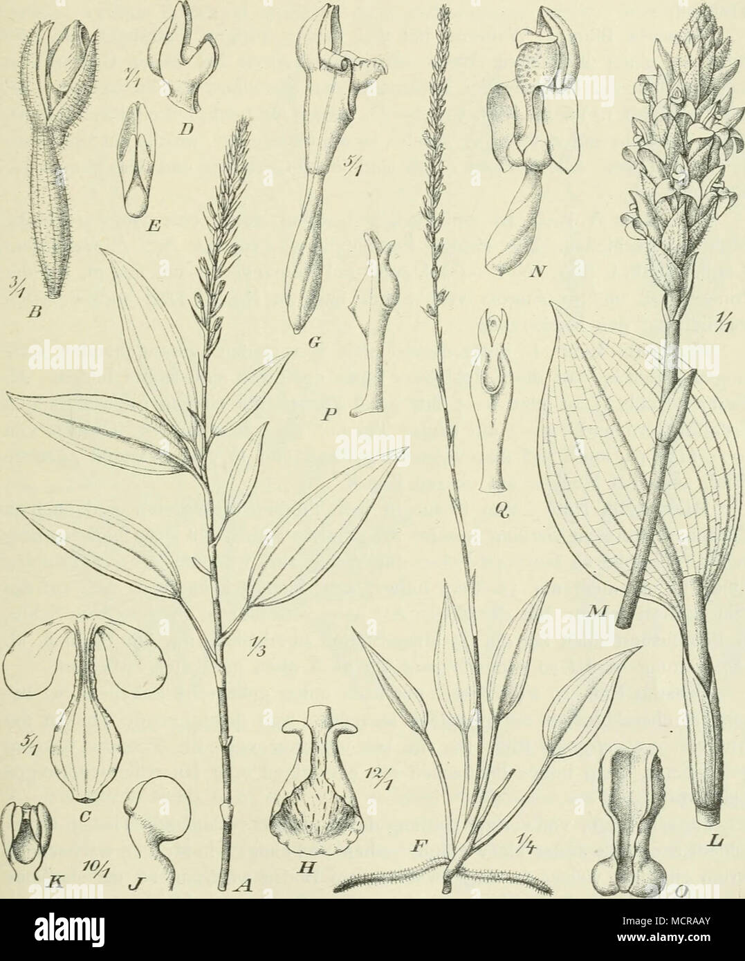 . Fig. 302. A—E Hetaeria Mannii (Rchb. f.) Benth. A Habitus; B Einzelblüte; C Labellum; Z&gt; Gynostemium von der Seite gesehen; E dasselbe von vorn; F—Ä'Platylepis Engleriana Krzl.; F Ganze Pflanze; G Einzelbliite; //Labellum; y Gynostemium von der Seite gesehen; A'dasselbe von vorn; L — Q Platylepis glandiilosa (Lindl.j Rchb. f.; L Blatt; M i'lütenstand; A^ Einzelblüte; Q Labellum; /&quot;, Q Gynostemium. — Nach Bolus. Stock Photo