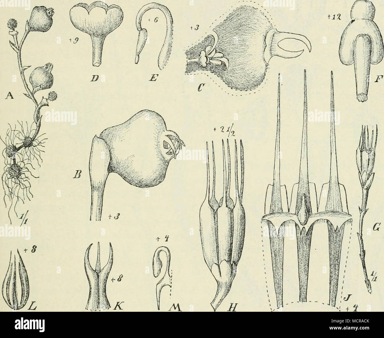 . Fig. 284. A—F Thismia pachyantha (Schlecht.) Engl. A Habitus; ß Blüte; C Längsschnitt durch dieselbe; D Griffel; E, i^ Staubblätter. G—M Oxygyne triandra Schltr. G Habitus; H Blüte; K Griffel; L—M Staubblätter. — Nach Schlechter in Engl. Bot. Jahrb. XXXVIII. Entfernungen hin erfolgen. Wenn nun drei hier besprochene Gattungen außer in Afrika auch im tropischen Amerika und Asien vertreten sind, so läßt dies auf ein sehr hohes Alter der Familie schließen. Die vier in Afrika vertretenen Gattungen unterscheiden sich folgender- maßen: A. Perigon breit glockig. Griffel kurz. a) Blüte mit sechs nach Stock Photo