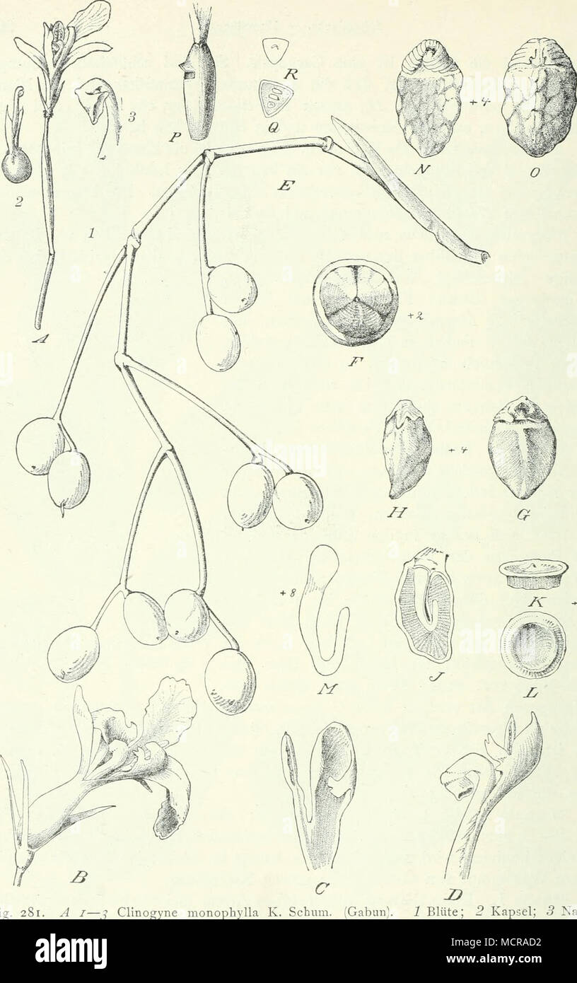 . J *&lt;? Clinogyne monophylla K. Schum. Narbe. B—D Maranta arundinacea L. B Blüte; C Staubblatt und kapuzenförmiges Staminodium; D die- selben mit dem Griffel. E—31 Clinogyne leucantha K. Schum. E Fruchtstard; E Same in der quer durchscbnittenen Kapsel; G Same von der Bauchseite; // derselbe seitlich gesehen; yderselbe im Längsschnitt; K, L Samendeckel; ü/Embryo. A&quot;, O Clinogyne arillata K. Schum. (Kamerun, Edea-Fälle). N Same von der Riickenseite; 0 derselbe von der Bauchseite. P—K Halopegia azurea K. Schum. P Caryopsis; Q dieselbe im Querschnitt; R Querschnitt des Samens. — Original. Stock Photo