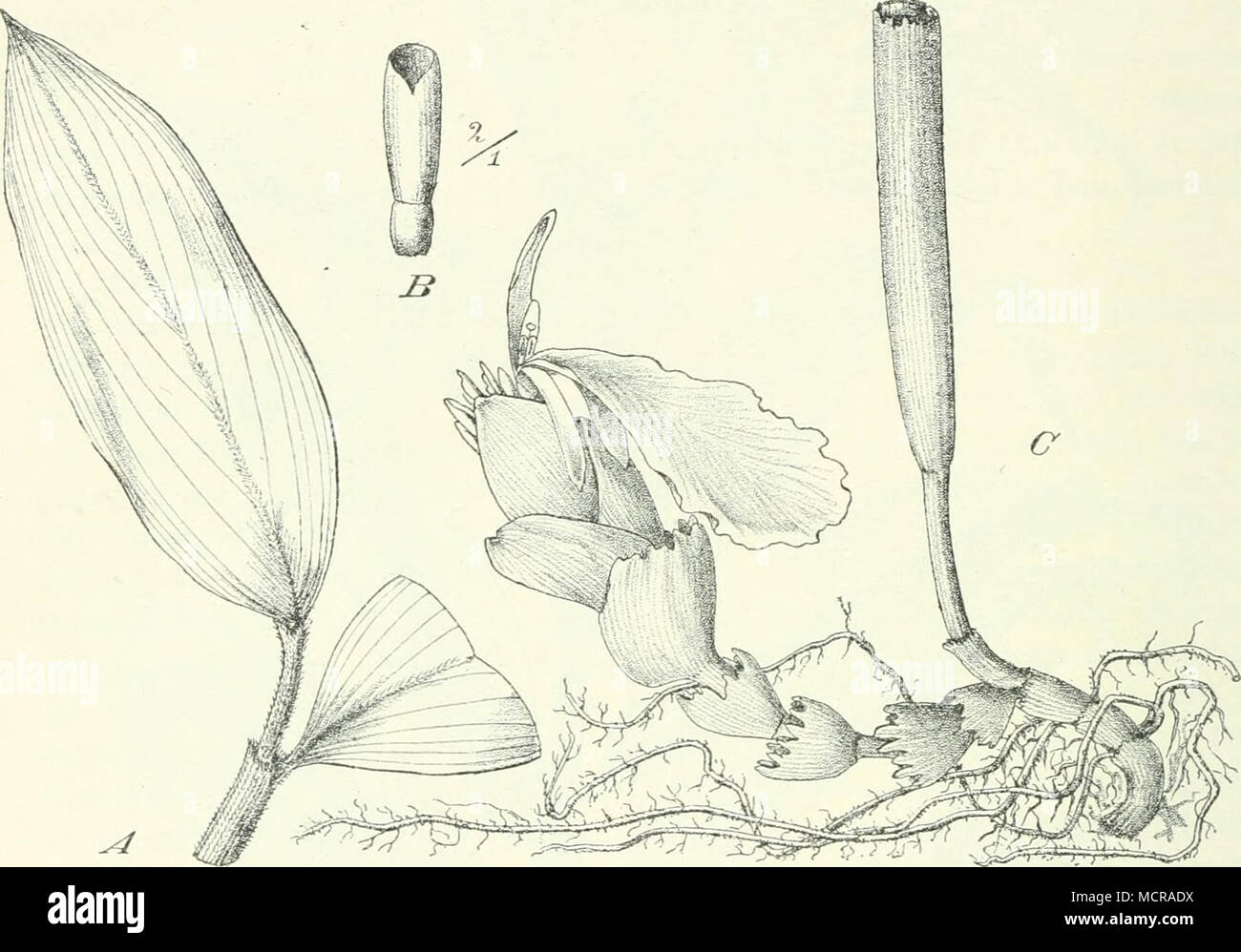 . Fig. 276. C. nemotrichus K. Schum. (Kamerun, Groß-Batanga — Nach K. Schumann. einer sehr kurzen, kopfähnlichen Ähre gelber Blüten abschließen, die von den Laubblättern umhüllt ist. Außer C. pistiifolius (Gagnepain) K. Schum. bei Malandsche in Angola gehören zu dieser Untergattung noch C. spcctabüis (Fenzl) K. Schum., der von Fazogl in Kordofan-Sennaar an Flußufern bis zum Djur- land, dann im unteren Usambara, ferner in Senegambien, auf St. Thomas und am Kongo vorkommt, also eine der weitest verbreiteten Arten, und C. macrajithus K. Schum. (Fig. 277/^) im nördlichen Nyassaland und dem Moramb Stock Photo