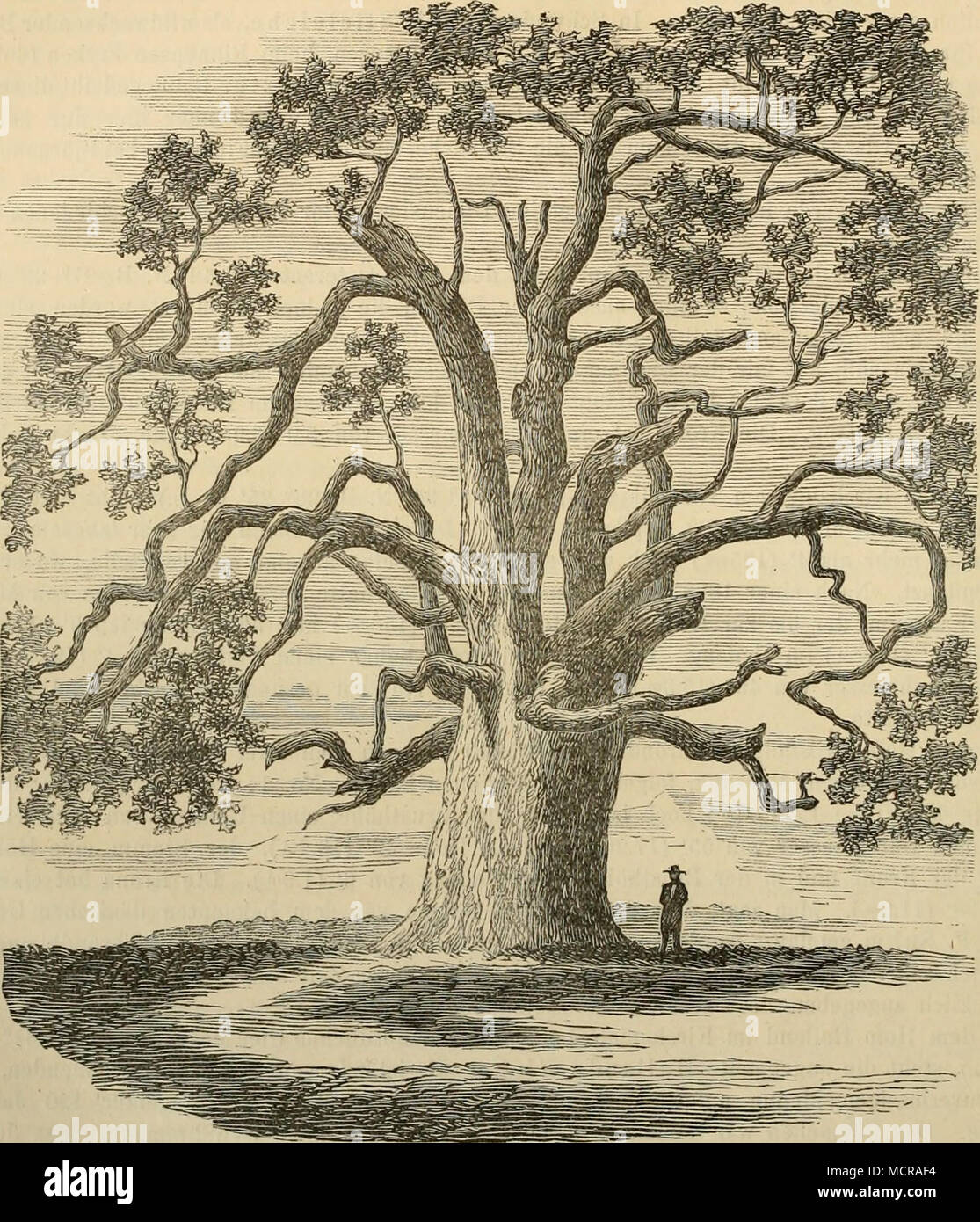 . phisclien Vermessung Norwegens, Herr Oberstlieiitenant L. Broch, hat im Sommer 1867 diesen Baum gemessen und gab mir folgende Dimensionen auf: Höhe 83' (26m.); die Höhe des Stammes 22' (6.9m-) und der Umfang desselben in der Brusthöhe 13' (4m.). Der Diameter der Krone ist gerade ebenso gross wie die Höhe des Baumes. Beim Hofe Tveiten (59&quot; 33'N. B. 26&quot; 52'Ö. L.; im Kirchspiele Hitterdal (Thelemarken) befindet sich eine Eiche, deren Stamm, nach einer im Mai 1869 vorgenommenen Messung, in der Brusthöhe einen Um- fang von 18' (5.6m.) und deren Krone einen Durchmesser von 66' (20.7m.) h Stock Photo