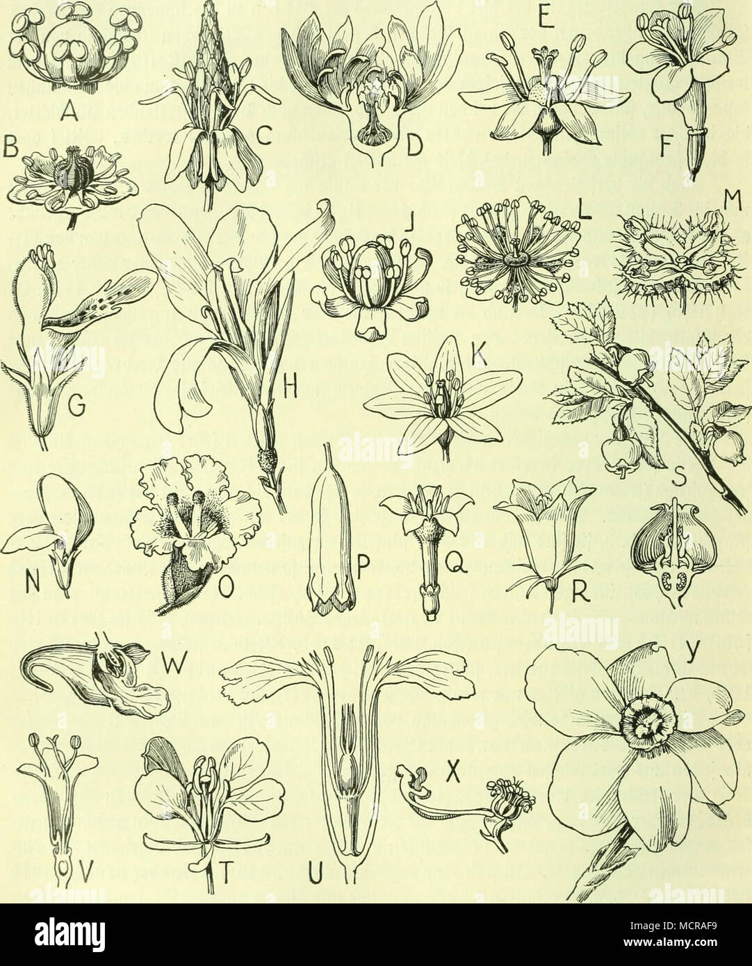 . 9lbb. 112a: SBIütcitformen. A) gjadte »lütc oon Calla; B) }t)f[ifc^e SStüte »on Phytolacca; C) £)emiji)([ifcf)e mute von Myosurus; D) a}i)EIifd^c »tüte oon Calycanthus; E) euigtlifcfie ilitüte üort Aralia; F) t)etei-o,i:j£[i)c§e Sülüte oon Valeriana; G) äi)3omorpl)e Silüte oon Stachys; llj afi)m= metrifc^e Sliite von Canna; J) ^omoc^larngbeifdie SJIüte oon Acorus; K) iiomod^Iam^beifc^e Sölüte uon üagea; L) l)eterocO[aim;betfc§e »tüte »on Tilia; M) apetale Sölüte oon Urtica; N) gamofepate Sülüte oon hottis; O) gamopctalc SJlüte oon Tecoraa; P) ro^rige Slumentronc oon Polygonum; Q» trid^terför Stock Photo