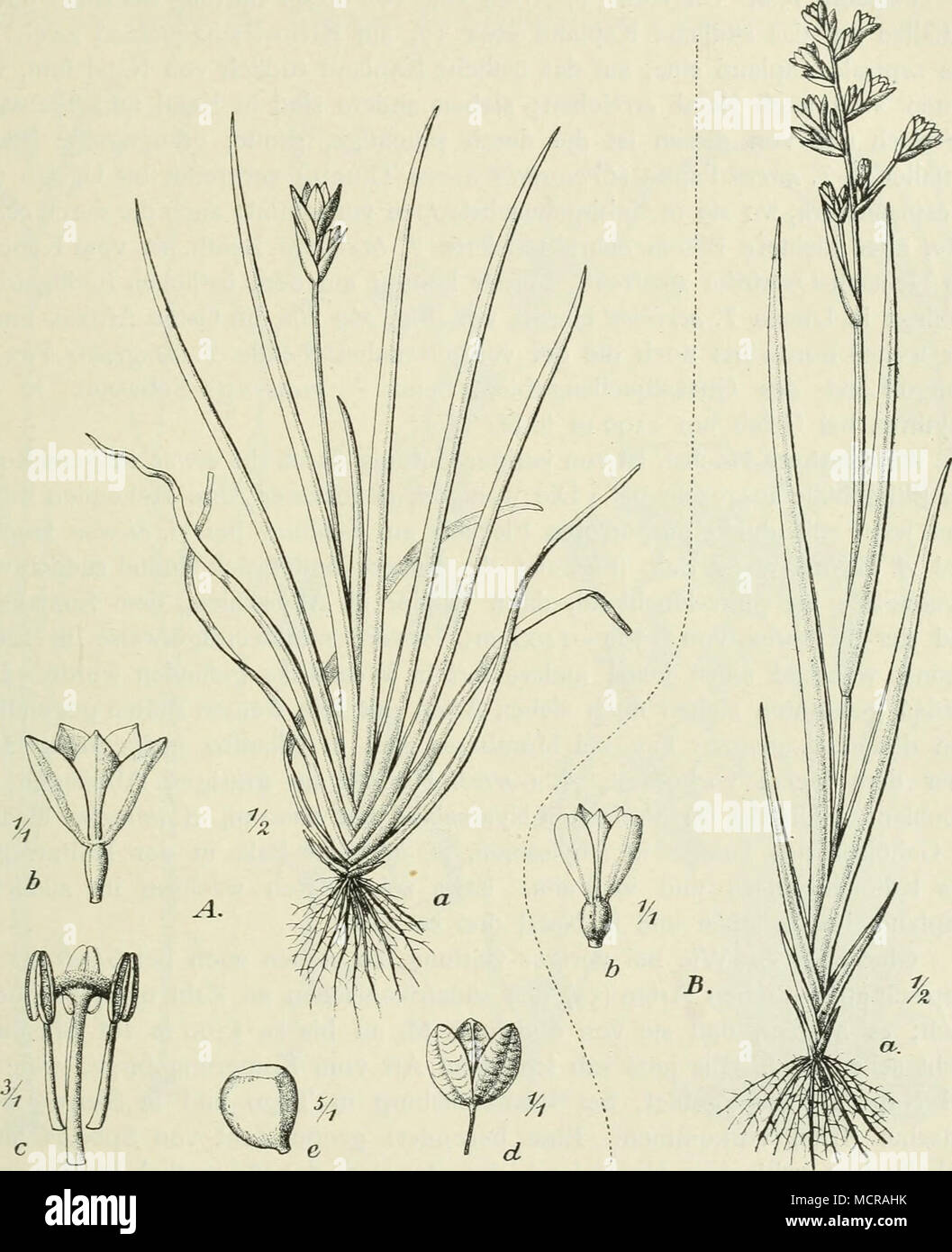 . Fig. 261. A Aristea alata Bak. a Habitus, i Blüte, c Griffel und