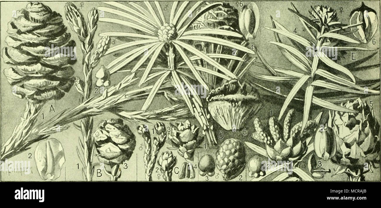 . Slbb. 101: 2;ai:obicngewäc^fe (Taxodieae) I. A) Sequoia gigantea: 1) ßro^ig mit ^uc^t^apfen; 2) ©ame. B) Sequoia sempervireus: 1) 3roeig mit mannt, unb roeibl. ®eic^lec§t5i&gt;rof)en;2) Schuppe beä männlicfien Qap^cn^ mit SPolIcnfäcfen; 3) ^rucfitjapfen. C) Arthrotaxis cupressoides: 1) 3roeig mit männlichen ©es fc§[ect)tSipro(fcn; 2) iveibtic^er ©efc^tecfitsfpro^; 3) gruc^t= jopfen; 4) Sama. D)Sciadopitys verticillata: 1) groeig mit männl. ©efc^Ied^tär fproffen;2)mann[.@efc§Iec§t§s jpro^, Dcrgr.; 3) S(f)uppe bcä mannt. (^icfd^Iec^täfproffeä mit 5polIenfäcJen; 4;grucf)t,iapfen; 6) 5rucf)t|d)u Stock Photo