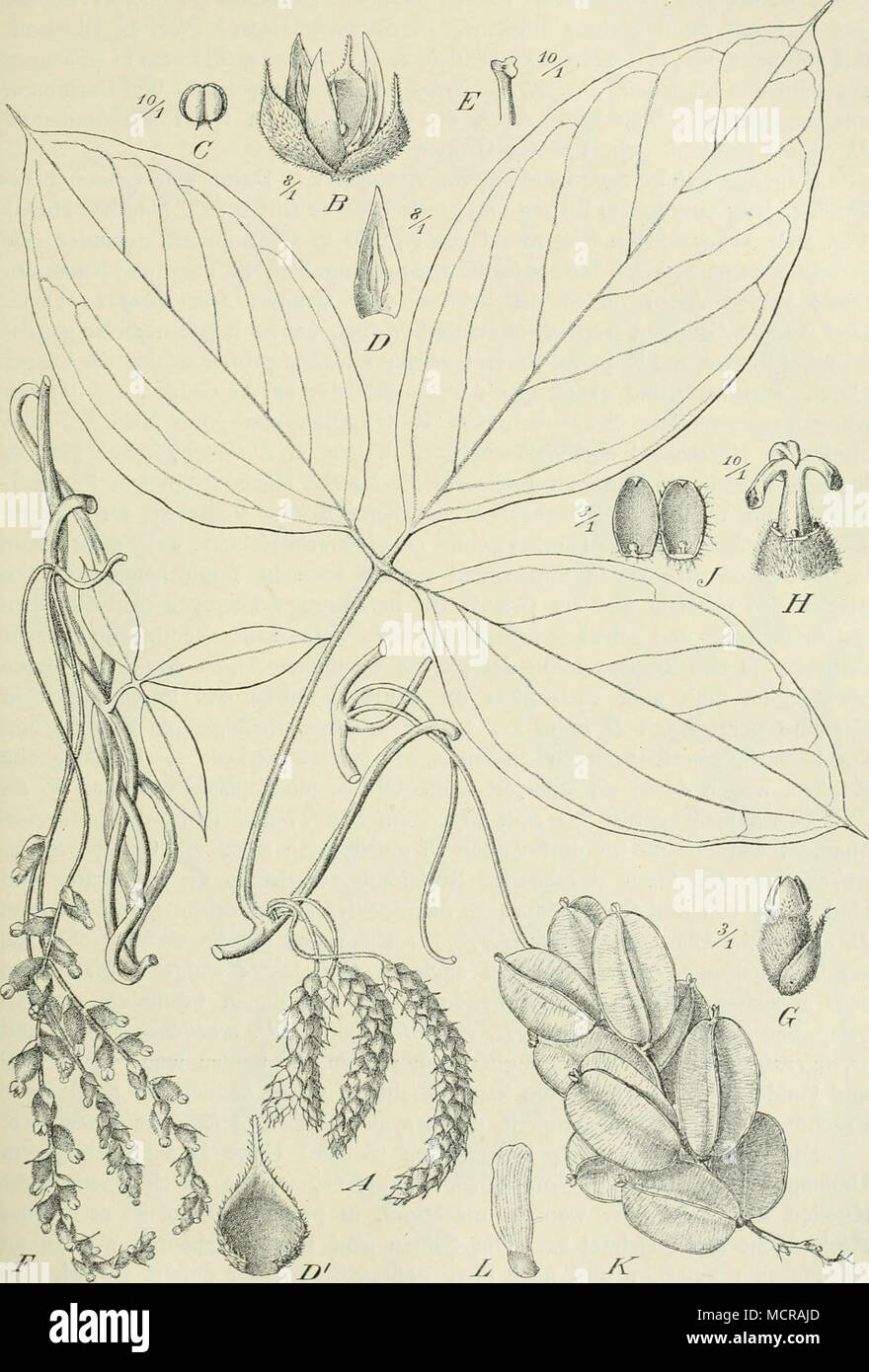 . Fig- 257. Dioscorea Quartiniana A. Rieh. — Original. Stock Photo