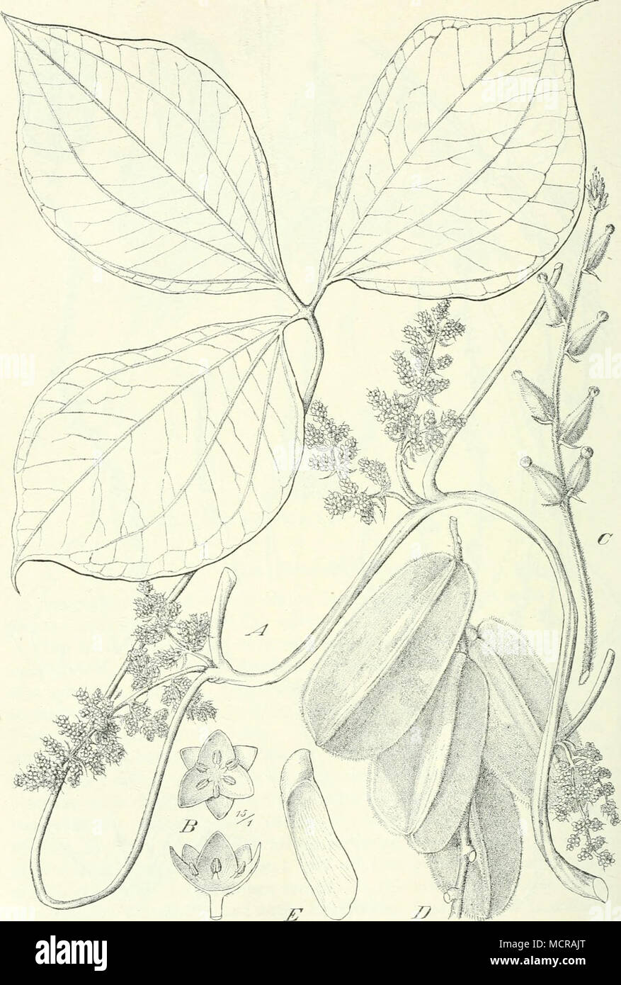 . Fig. 254. Dioscorea dumetorum (Kunth) Pax. — Original. Stock Photo