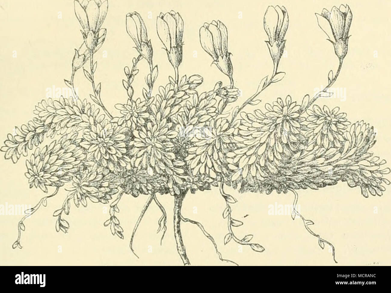 . Fig. 49. Gentiana arinerioides Griseb. (Die beiden weit geöffneten Blüten haben diese Form erst durch das Pressen erhalten.) Oreomyrrhis andicola (Umbellif.). Azordla vmltifida (Umbellif.). Azordla glabra. Azordla crcnata. bei 4600 m). Azordla dadorhiza. Azordla Webcrbaueri. Halenia caespitosa (Gent.; feuchtere Stellen). Gentiana prostrata. Gentiana ßavido-flanmiea. Gentiana lurido-violacea. Gentiana armerioides. Stachys repens Mart. &amp; Gal. (Lab.). Castilleja ftssifolia (Scroph.). Bartsia frigida. Plantage lamprophylla. Valeriana alypifolia. Valeriana connata. Stangea Emiliae (Valerian.) Stock Photo