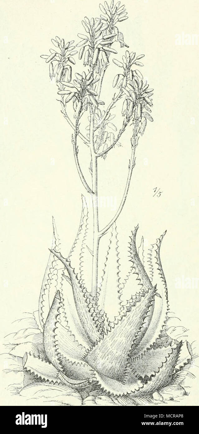 . Fig. 22S. Aloe somaliensis Wright. Habitus. (Wahrscheinlich nördliches Somaliland., Nach Berger. Stock Photo