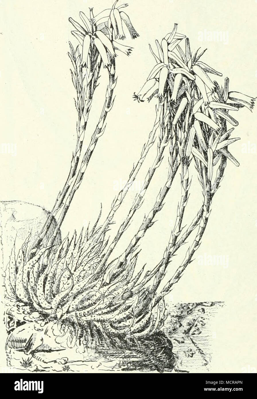 . Fig. 220. Aloe humilis Mill. var. echinata Willd. (Östliches Kapland, Somerset East). 1300—1900 m A. laterztia'Engl. (Fig. 225.4—D), östlich vom Tanganyika die nahestehende A. Boelunn Engl, im südlichen Somaliland A. Ellenbeckii Berger, im mittleren Abyssinien und in der Erythrea von 1600—2200 m ü. M. A. macro- carpa Todaro. — Eine kleinere Gruppe, die Aspcrifoliac mit papillös-rauher Epidermis der graugrünen, nicht gefleckten Blätter und mit am Grunde zu- sammengezogenem Perigon, enthält einige im Westen und in der Mitte der Kapkolonie vorkommende Arten. — Viele Arten aber entwickeln sich k Stock Photo