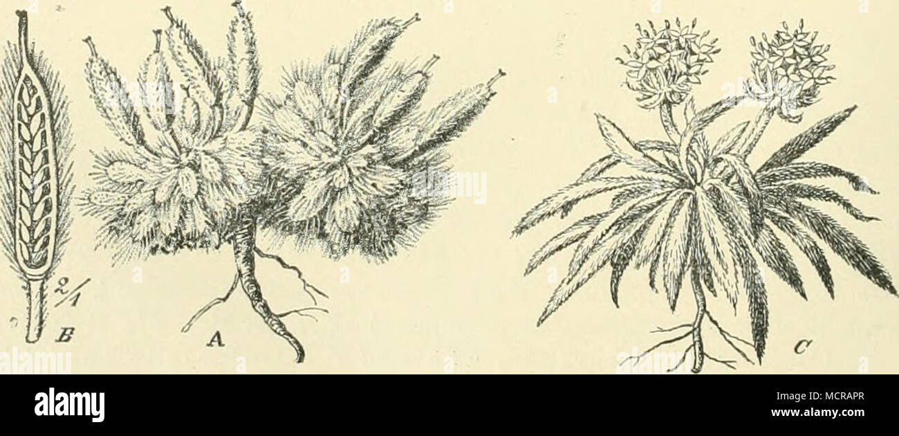 . Fig. 3S. A, B Brayopsis argentea Gilg et Muschler (Nr. 2901; C Plattiago lamprophylla Pilger. Stock Photo