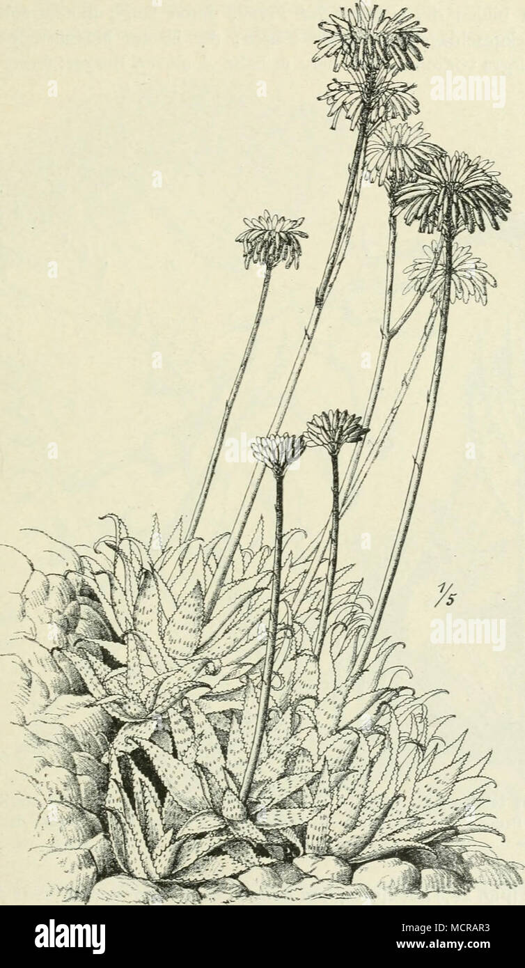 . Fig. 221. Aloe saponaria Haw. Natal.) â Nach Berger. liert steht die grundstÃ¤mmige, durch dreieckig-lanzettliche BlÃ¤tter ausgezeichnete, mit lockeren â BlÃ¼tentrauben und am Grunde stumpfen Perigonen versehene A. percrassa Todaro [A. ScJmnperi Schweinfth., Fig. 226), welche namentlich 21* Stock Photo