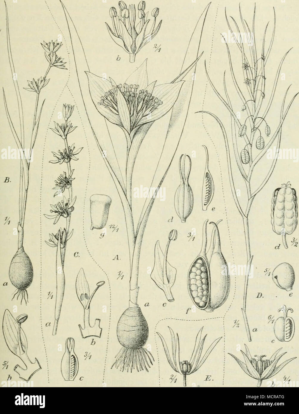 . Fig. 201. A Androcymbium striatum Höchst. (Abyssinien B Wurmbea tenuis (Hook. f.J Bak. (Kamerungebirge, nm 3000 m ü. M. C V. Goetzei Engl. (Uhehe). D Iphigenia Oliveri Engl. (Taveta E I. somaliensis Bak. (Brit. Somaliland — Original. Stock Photo