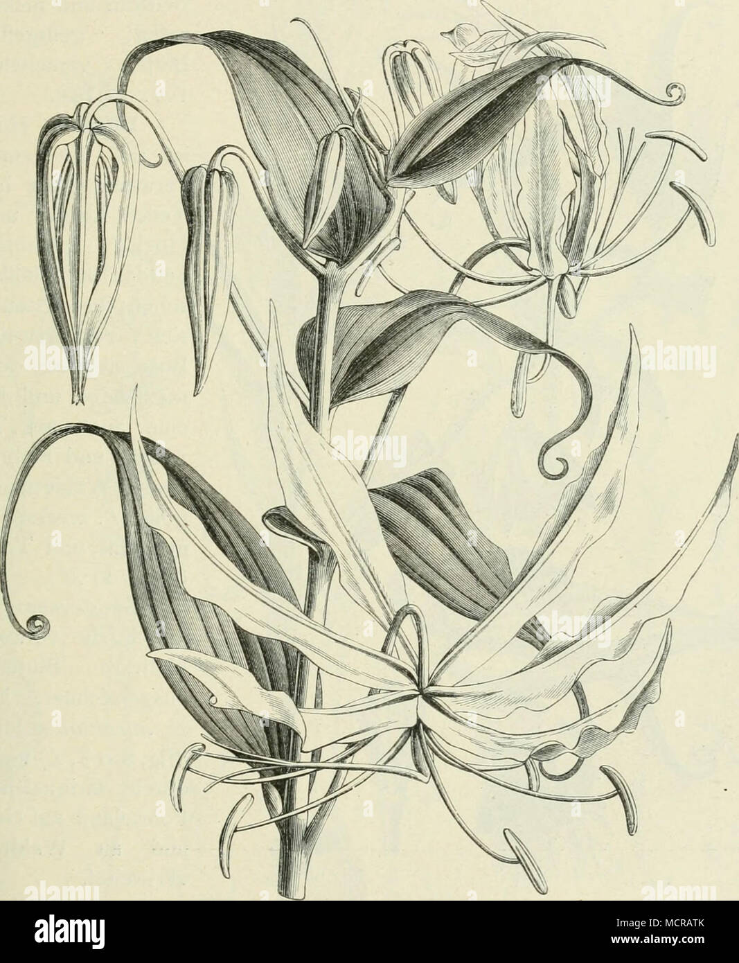 Gloriosa Virescens Hi-Res Stock Photography And Images - Alamy