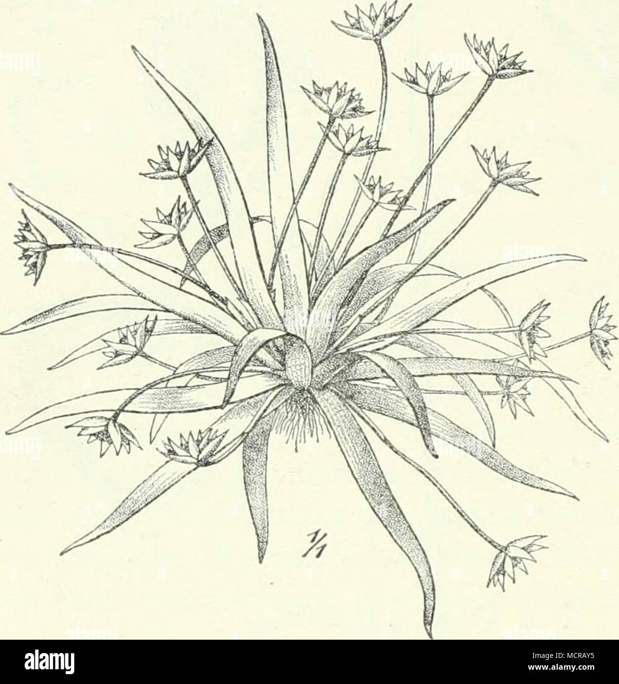 . Fig. 178. Eriocaulon xeranthemoides van Heurck et MÃ¼ll. Arg. â Nach Ruhland. Stock Photo