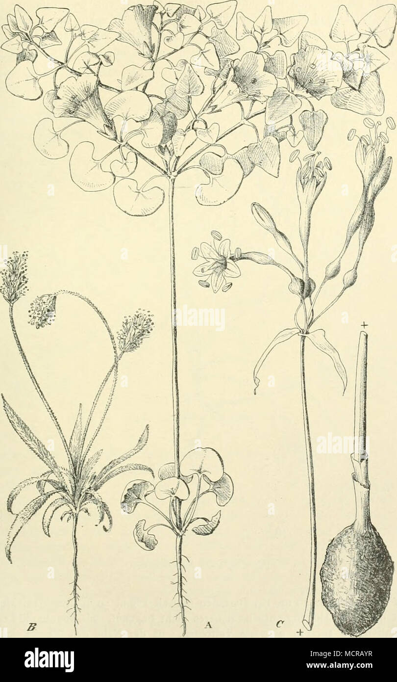 . Fig. 7. A. Nolana cor data Dunal (Nr. 1481). B. Planiago limcnsis Fers. C. Sliiiomesson flavum Herb. Stock Photo