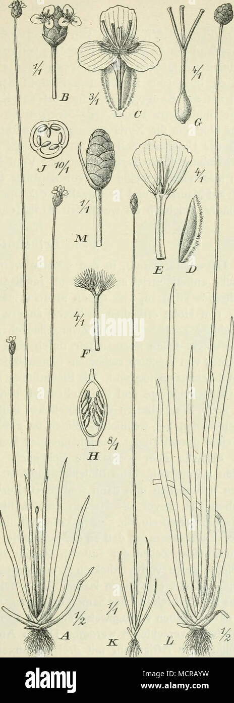 . 261 Fig. 176. Xyris. A—J X. capensis Thunb. (Bukoba, Ost- afrika). A ganze Pflanze; ^ Blütenkopf; C Blüte; Z&gt; Kelchblatt; E Blumenblatt; F Staminodium; G Pistill; H Längsschnitt durch den Fruchtknoten; J Querschnitt. K X. filiformis Lara. 'Sierra Leone). L X. anceps Lam. (Pondoland). M X. Hilde- brandtii Nilss. ^Südl. Nyassaland), Blütenstand. Stock Photo