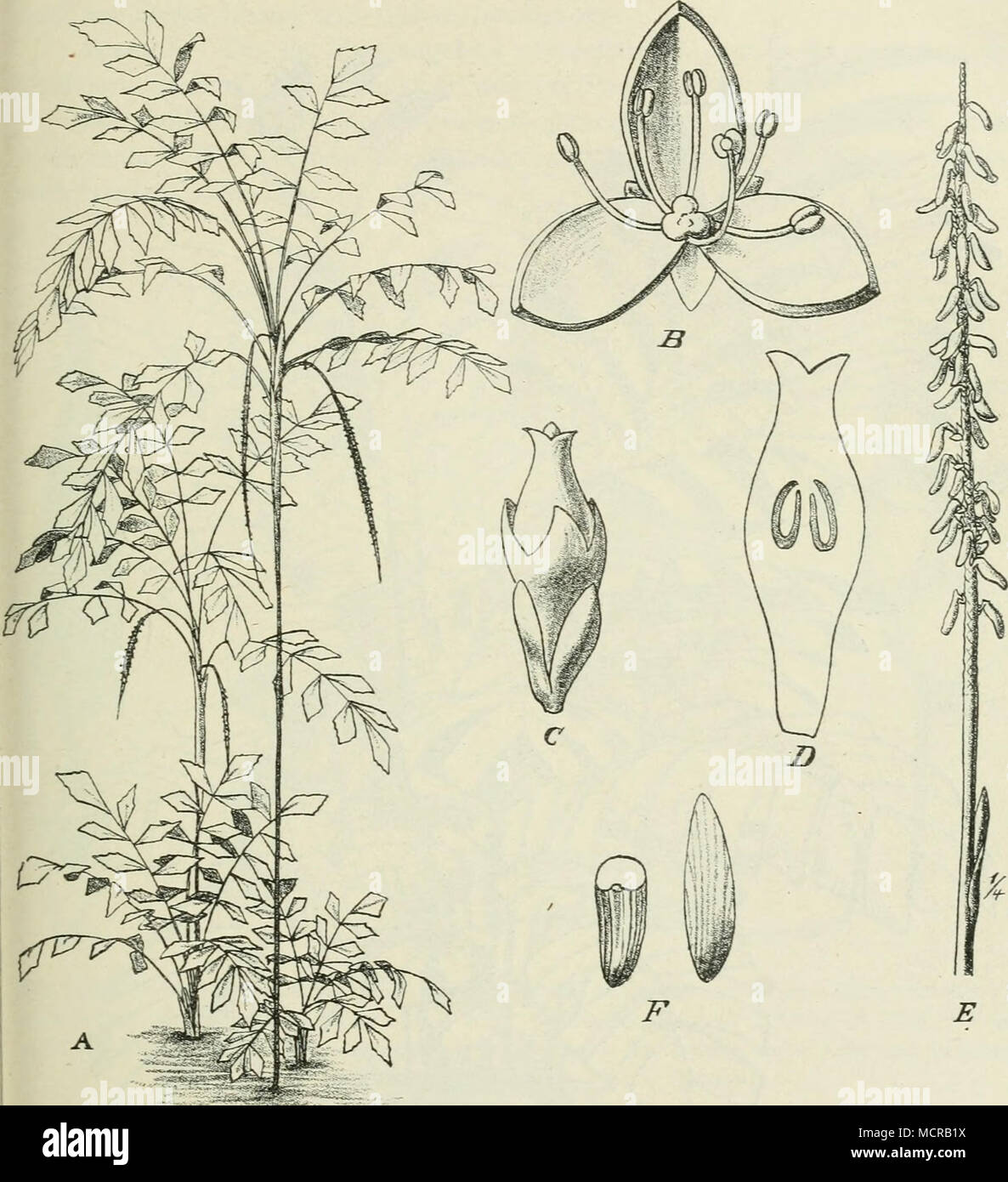 . P'g- I5S- Podococcus Barteri Mann et Wendl. A Habitus; B (3 Blüte; C Q Blüte; I) Längs- schnitt durch das Pistill; £ fruchttragender Zweig; F Same, ganz und im Querschnitt. — Nach Hooker. die Blütenstände sind rispig wie bei voriger Gattung; die Arten finden sich in den Küstenwäldern von Senegambien bis zum Kongo. Oncocalamus Mann et Wendl. Der Blütenstand tritt seitlich auf und be- sitzt lange, hängende Zweige. Wir kennen zwei Arten, 0. Mannii Wendl., mit 19 m langen Stämmchen und gefiederten Blättern, welche in eine lange, Stock Photo