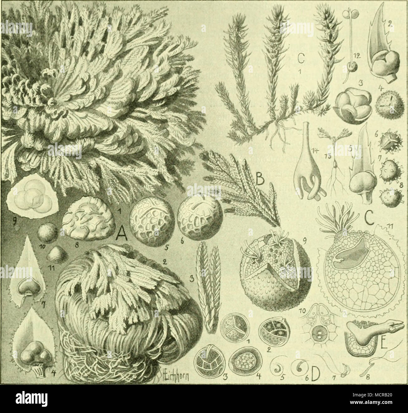 . A) Selaginella lepidophylla: 1) â Ã¶aBituÃ¤, nngefeiicfjtet; 2) ber= felbe trocfeu; 3) 2poropf)t)U= ftanb; 4) SDiatrofporov^nll; 5),6)a)latroipoi-en; 7) a)lifro= l)Ã¼llc mit ÃJlifrofporen; 9) i biefelbe int 2!urcÂ£)|cf)iiitt; 10), 1 11) ÃJiitrofporen. [ 31&amp;6. (0: Â© cf) i: p p c II6 r a 11 = 33 Ã¤ r (0}) p e (SelagincUaceae i I?) Sporop^t)[IftÃ¤itbe einer Sela- ginella. C) Selaginella selagino'ides: 1) Ãn&amp;itu^; 2)!Wafrofporopbt)II; 3) li!afi-ofpoiiitgium; 4) llia= trofpore; 5; Diitrofpovopf)t)U; 6-8) *J)!ifrofporen; 9) roeiBs lid)cÂ§ '^xottiaÃ¼ium, bie Â©po= rcnfcÂ§n[eipreitgenb,iii Stock Photo