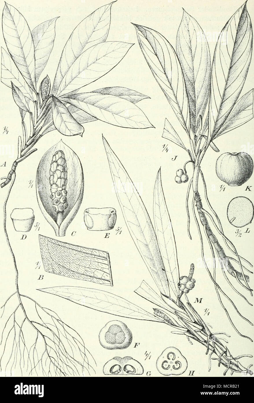 . Fig. 158. Culcasia. A—H C. striolata Engl. A ganze Pflanze; B Teil des Blattes, von oben; C Spatha und Kolben; D Staubblatt von vorn; E dasselbe von hinten; F Pistill von oben; G Pistill im Längsschnitt; H Fruchtknoten im Querschnitt, y—L C. Dinklagei Engl.  7 Habitus; K Beere; L Samen. M C. lanceolata Engl. Habitus. — Original aus Pflanzenreich. Stock Photo
