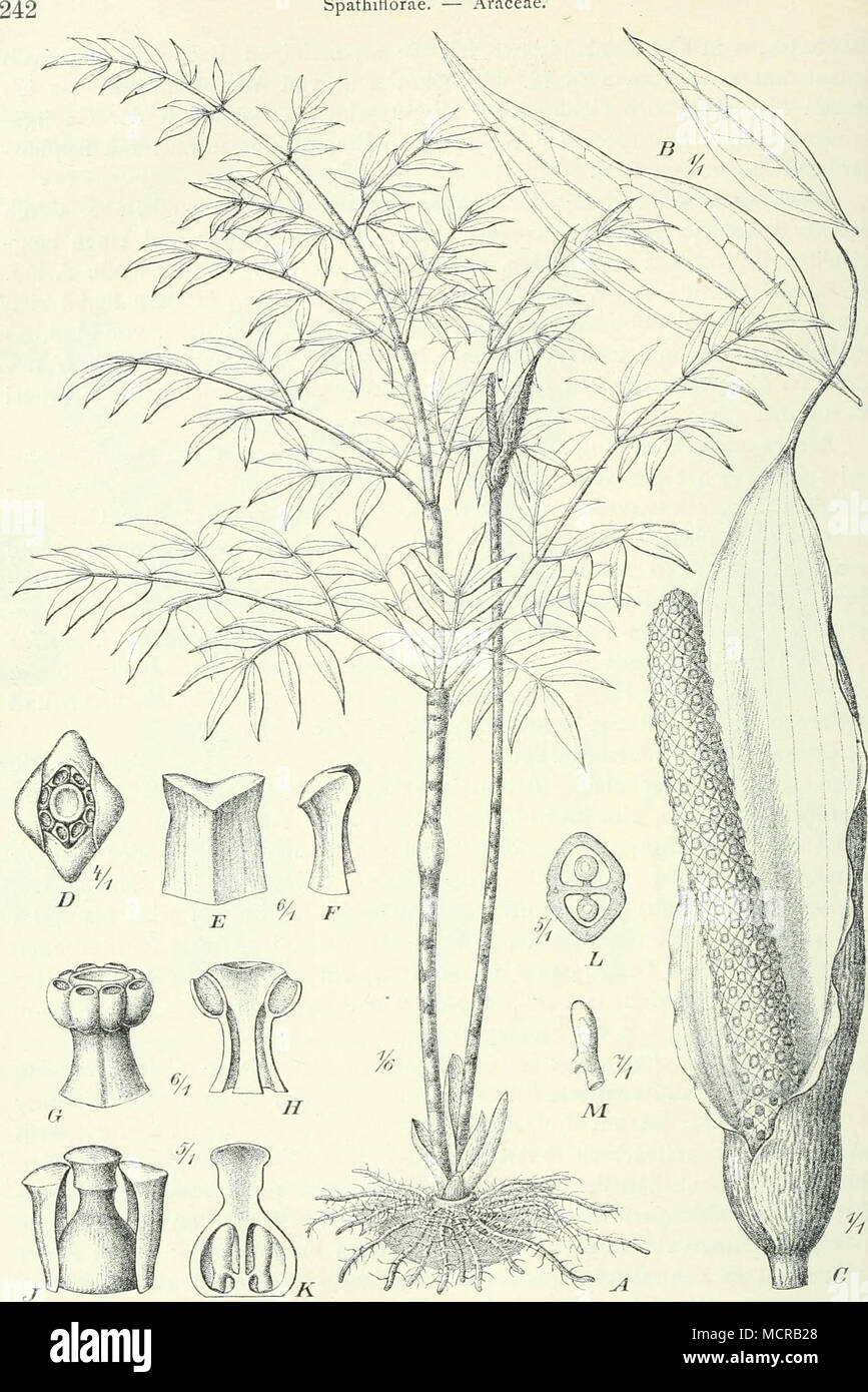 . Fls i6i. Gonatopus Boivinii (Decne.) Hook. f. ^ Habitus; ^ Blättchen; C Blütenstand; Z) Blute; £Perigonblatt vom Rücken; F dasselbe von der Seite; (7 Andröceum mit deni rudimentären Pistill; Ä- dasselbe im Längsschnitt; y Perigonblätter und Pistill der Q Blüte; A Pistill im Längs- schnitt; L dasselbe im Querschnitt; J/ Samenanlage. Stock Photo