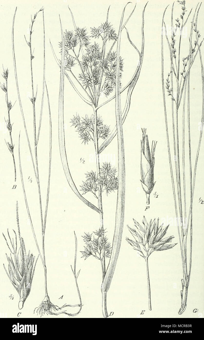 . Fig. 141. A—C Scleria bulbifera A. Rieh.; D—F Rhynchospora aurea Vahl; G Eriospora abyssinica A. Rieh. Stock Photo