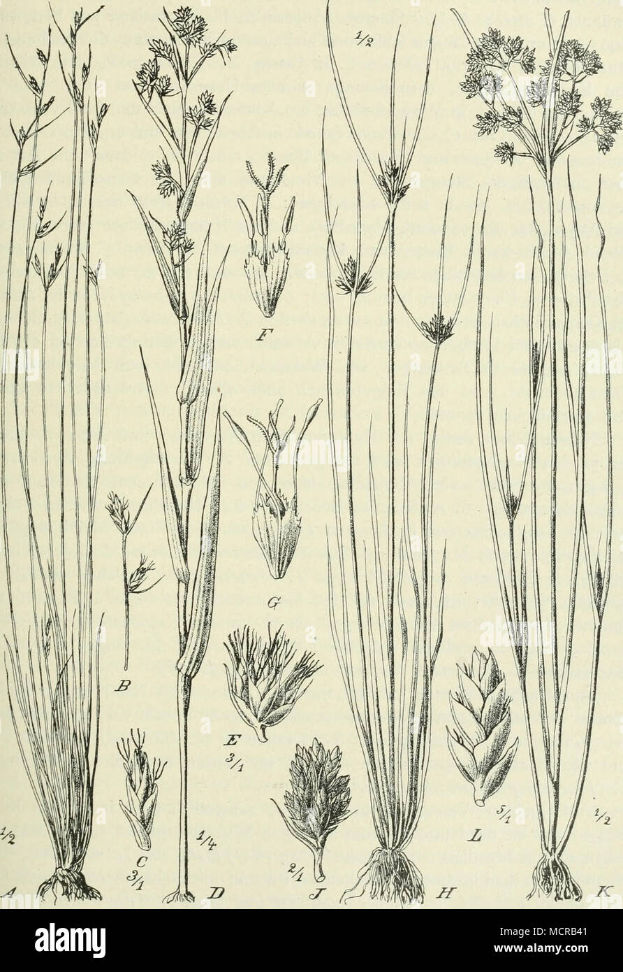 . Fig. 140. AC Fimbristilis exilis Roem. et Schult.; D—G Fuirena umbellata Rottb.; -^^. 7 Cyperus atronitens Höchst.; Ä&quot;, L Cyperus (Courtoisia) assimilis Steud. Stock Photo