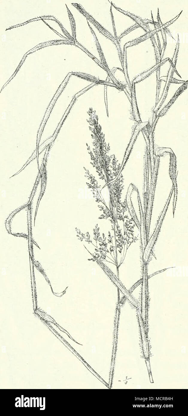 . Fig. 132. Melinis minutiflora P. Beauv. Stock Photo