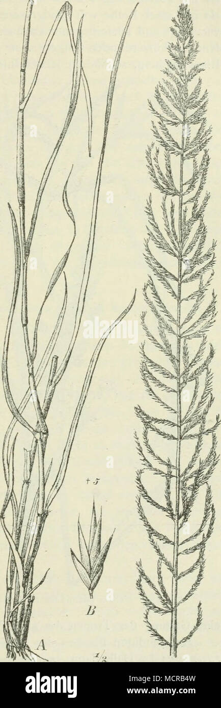 . Fig. 131. Pogonarthria falcata 'Hack.) Rendle. A Habitus; B Ahrchen. Stock Photo