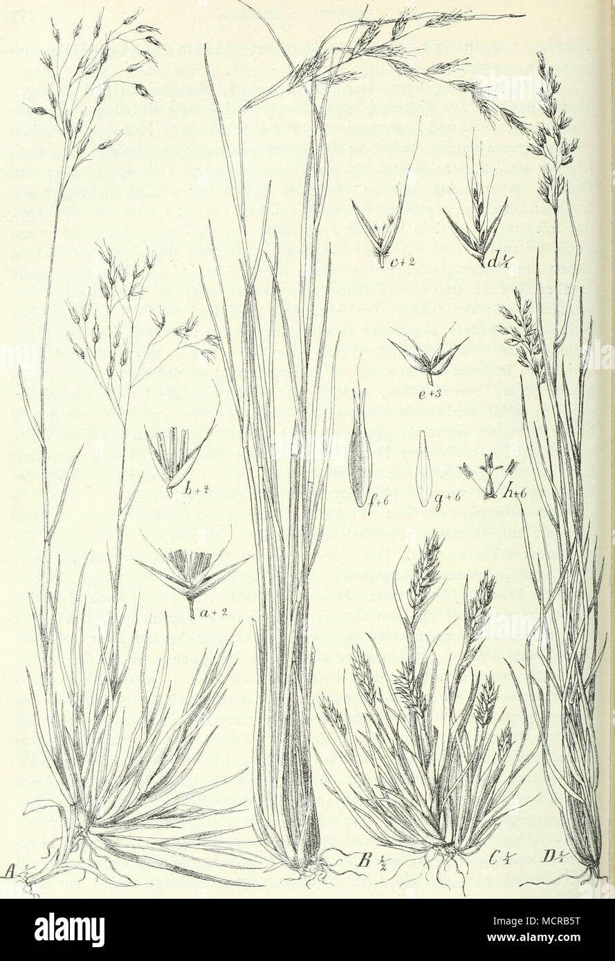 . Fig. 124. .4 Danthonia borussica K. Schum., a Ährchen, d Blüte mit Deckspelze und Vorspelze; B D. subulata A. Rieh., &lt;/ Ährchen, c Blüte mit Declispelze und Vorspelze; C D. nana Engl.; D D. trisetoides Höchst, var. tenuis Engl., e Ährchen, / Deckspelze, g Vorspelze, k Blüte. 1 Stock Photo