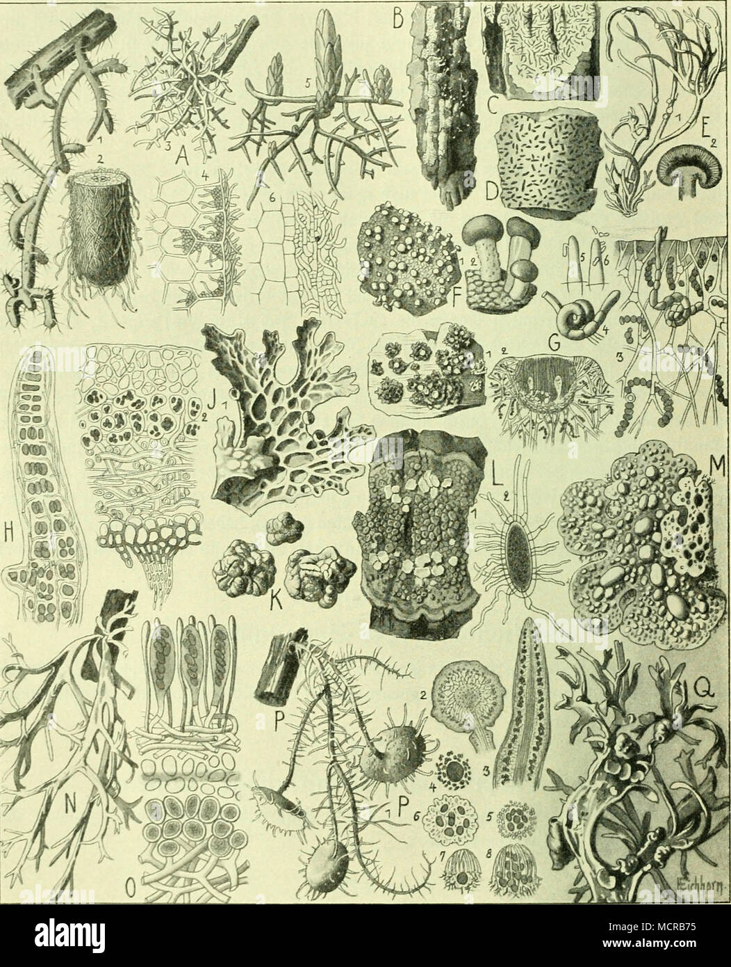 A Mr Ioxl I Iin 1 2 An Ben Assur Eln x Soiic C 3 4 Au Ben Sbuijeln Bei Silberpaps Pet 5 6 An Ben 2bur5ein Bea 5i Ten Parge 3 Monotropa Hyporitjs B Coniocybe Iiivea C Iraphis